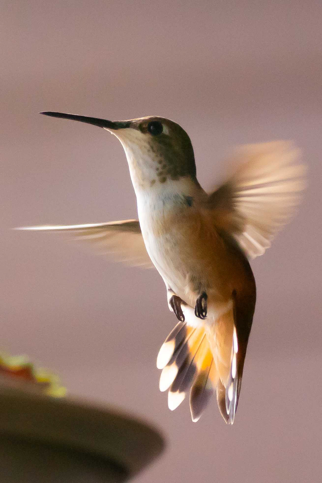 Rufous Hummingbird