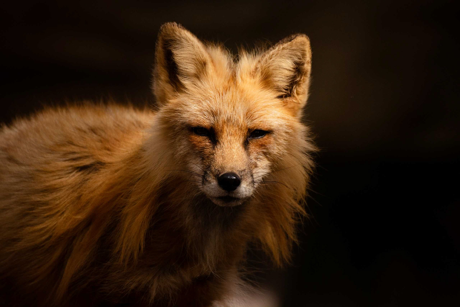 Red Fox