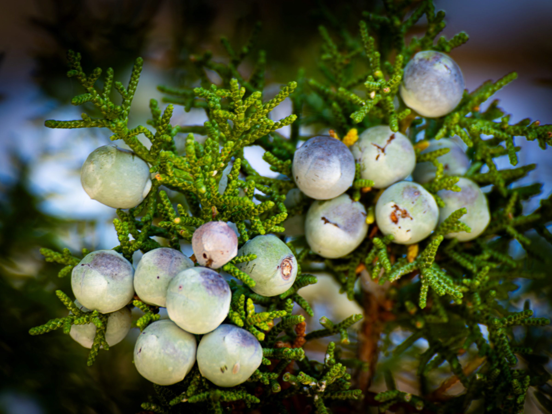 Juniper Berries