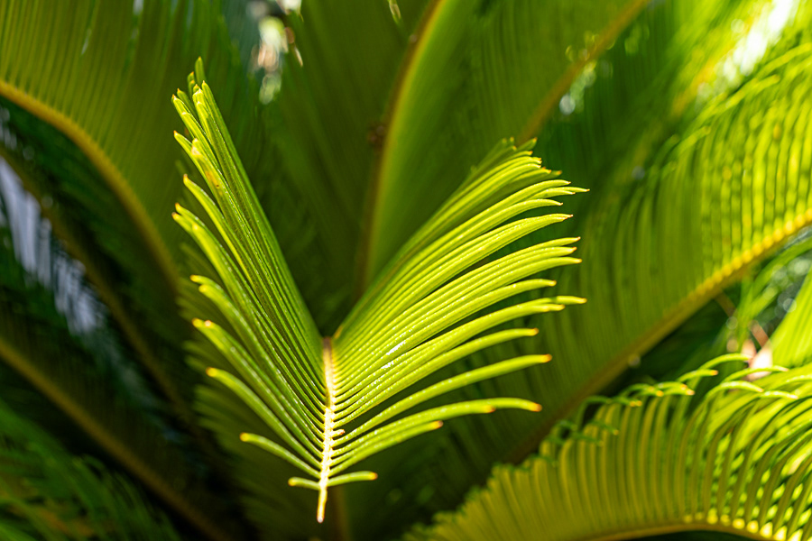Sago Palm 1