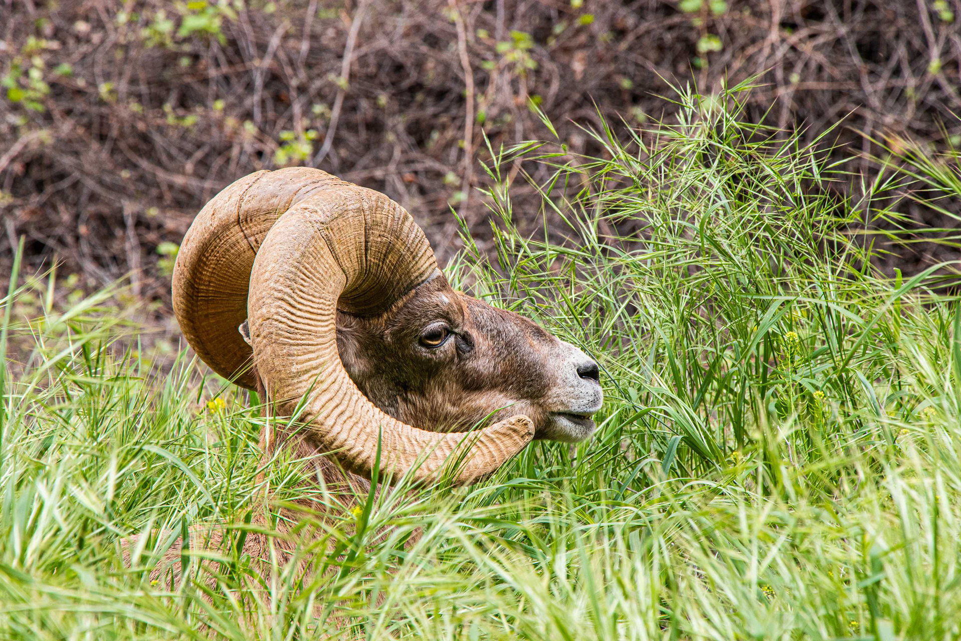 Big Horn Sheep