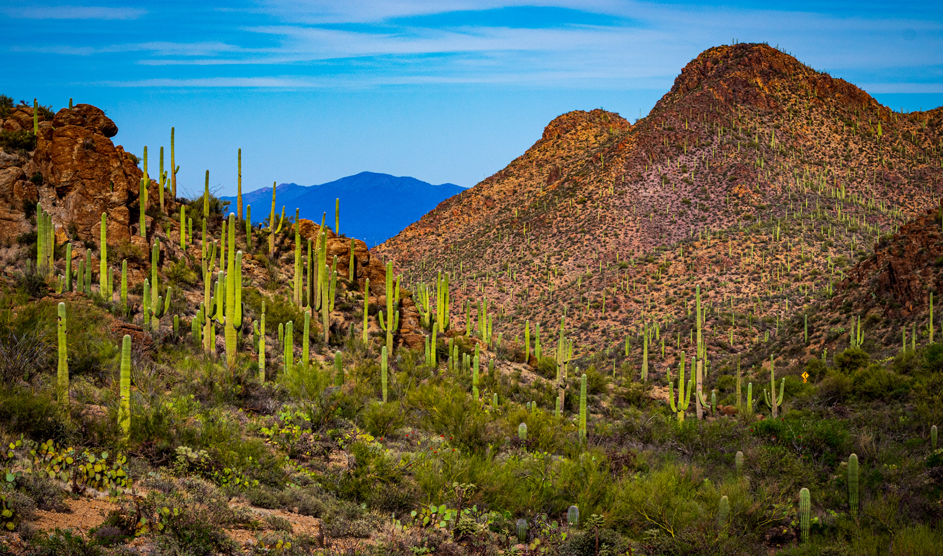 Tucson Mountain Park, Arizona