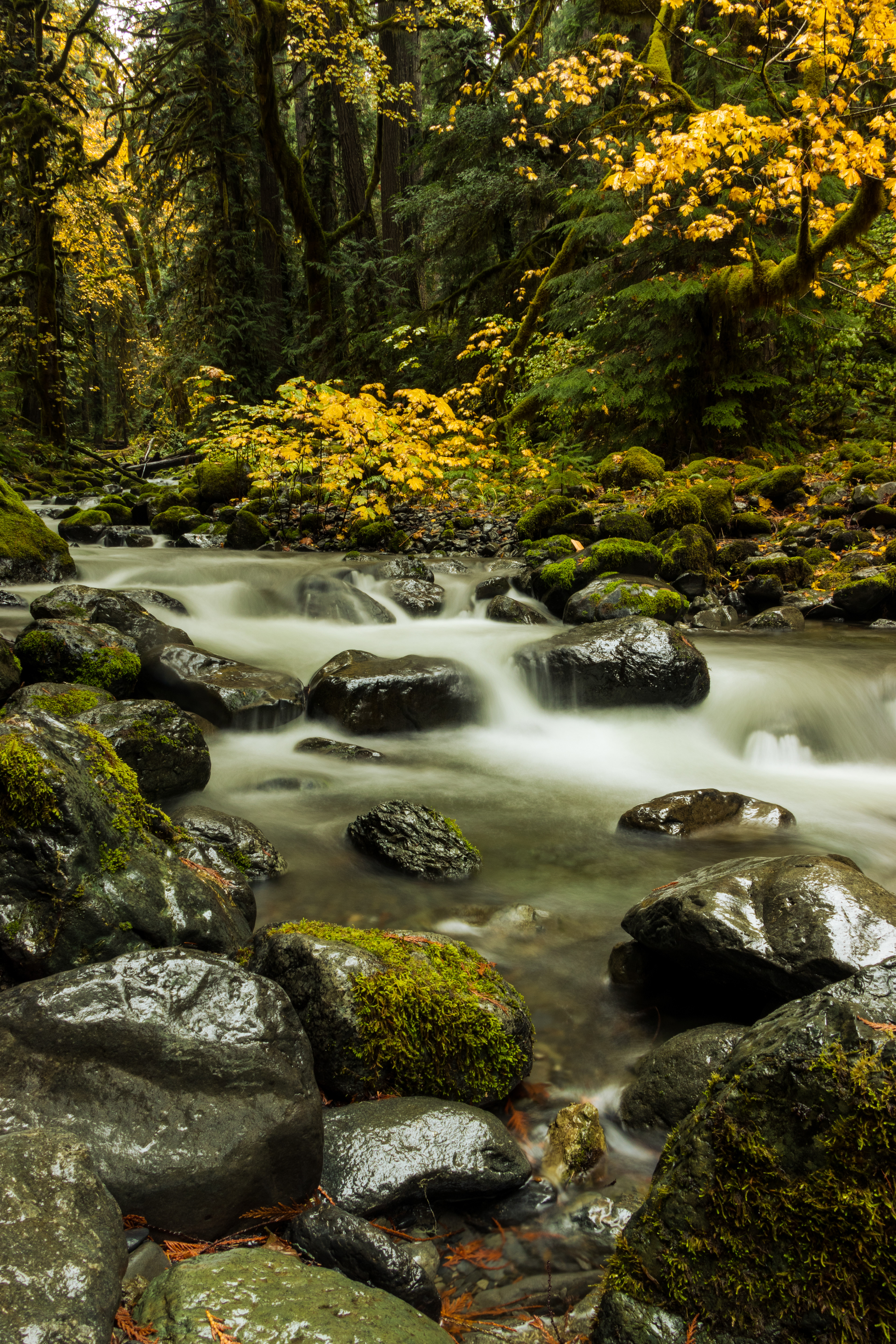 Slate Creek, Olympic National Park