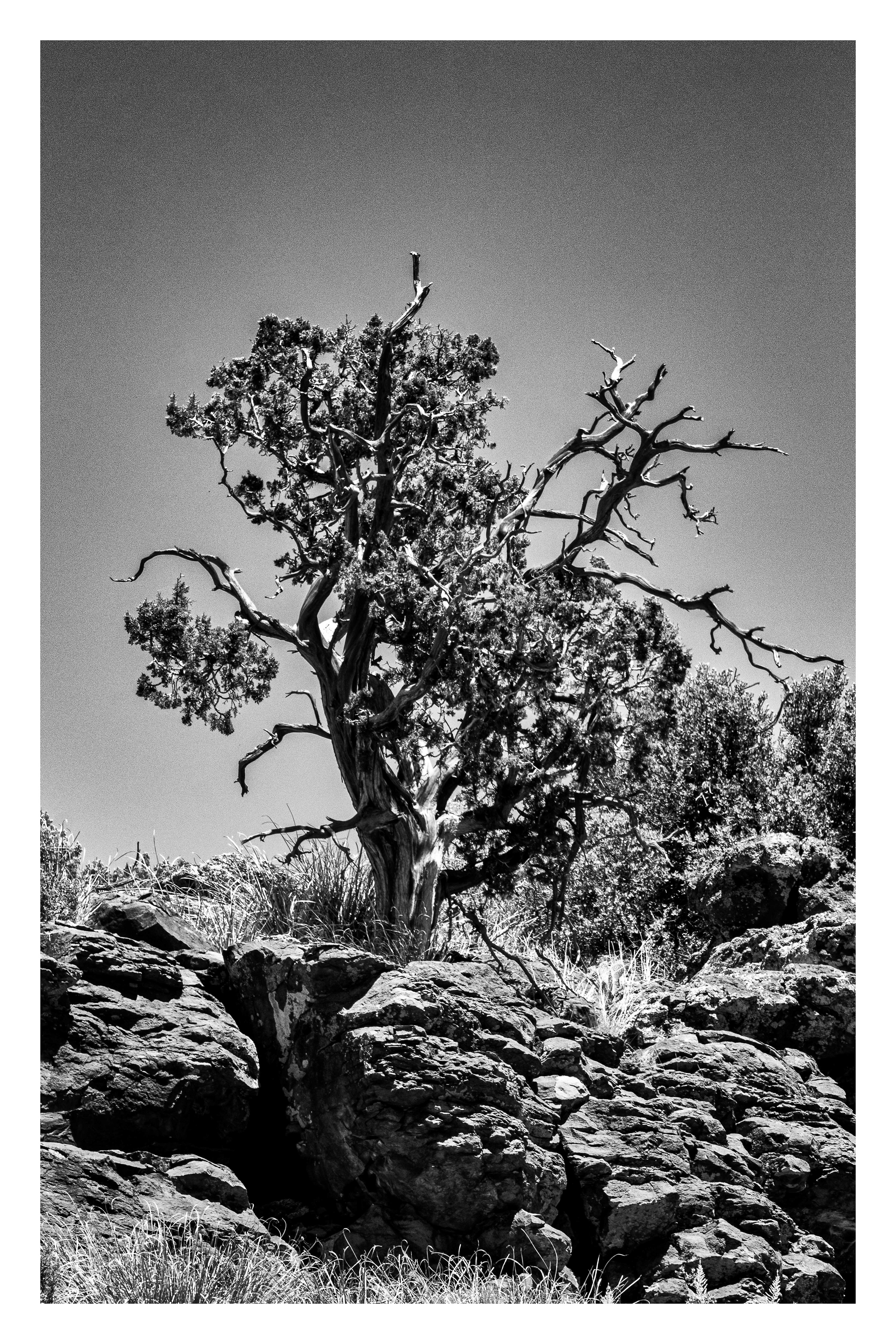 The Watchman