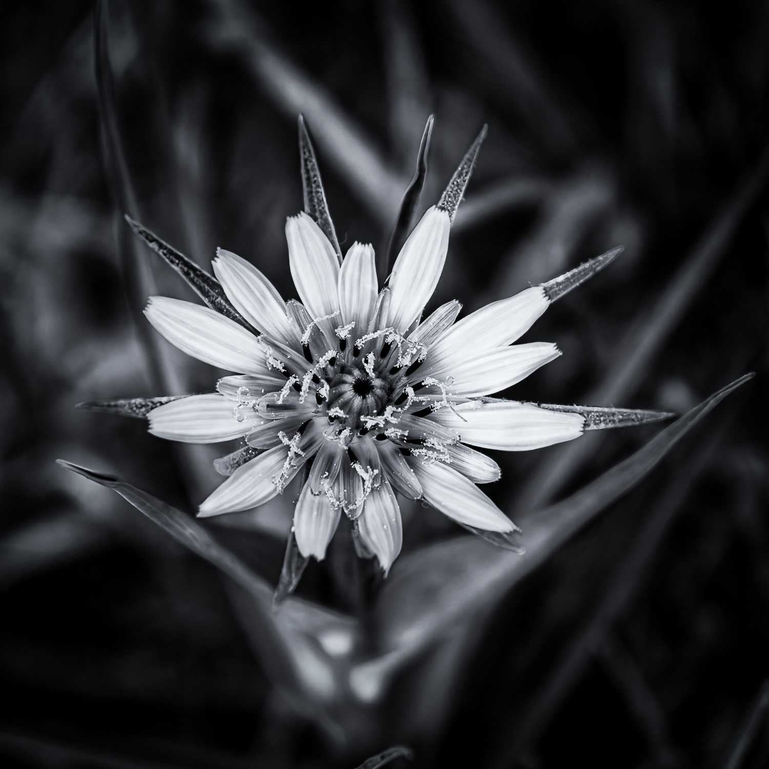 Salsify