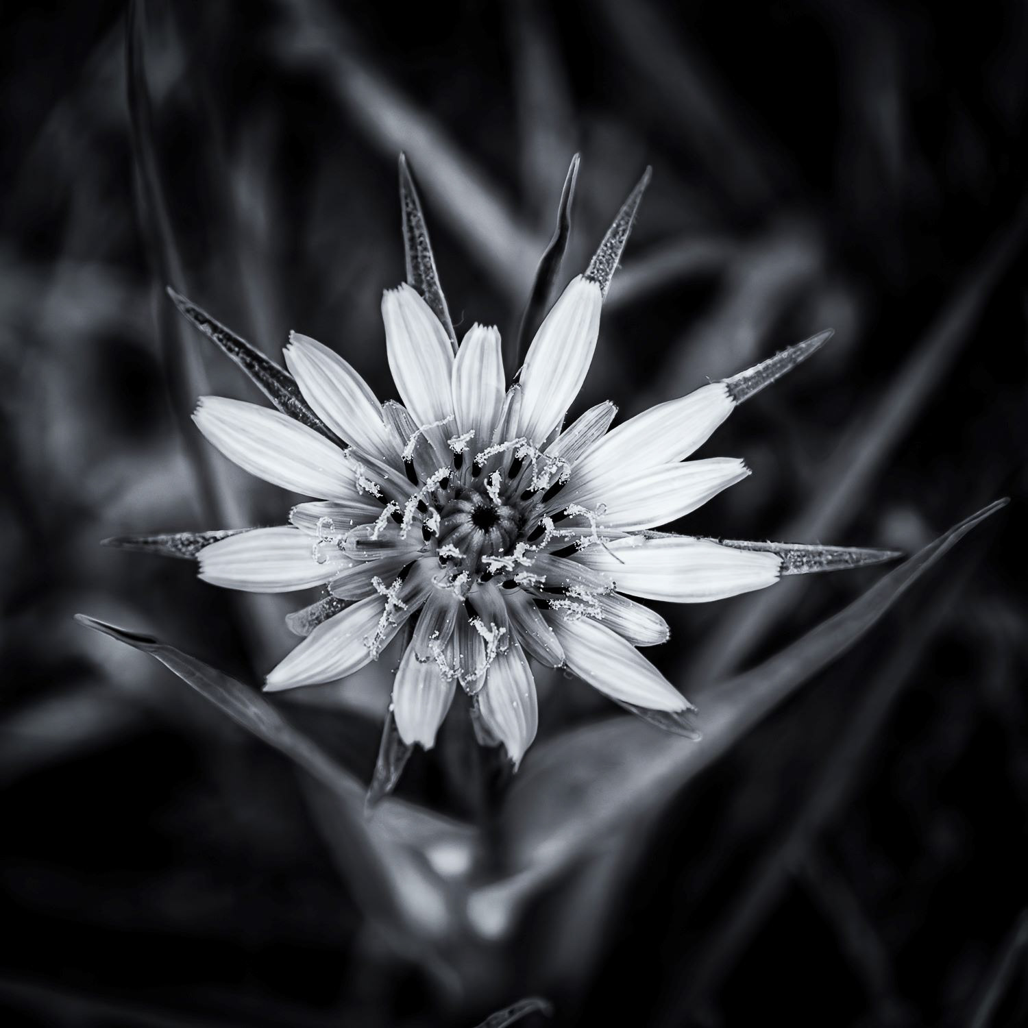 Salsify Flower