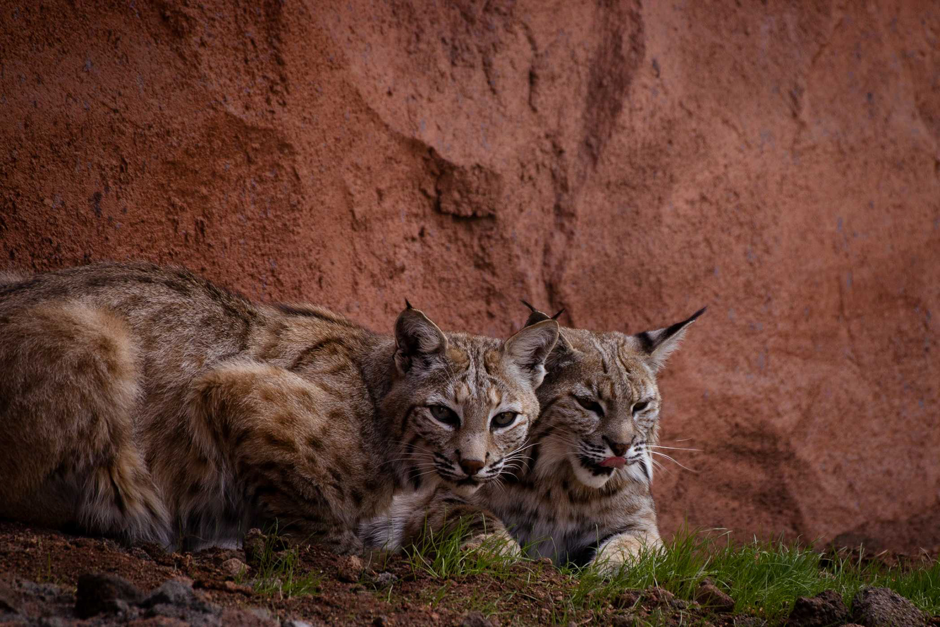 Bobcat Pair