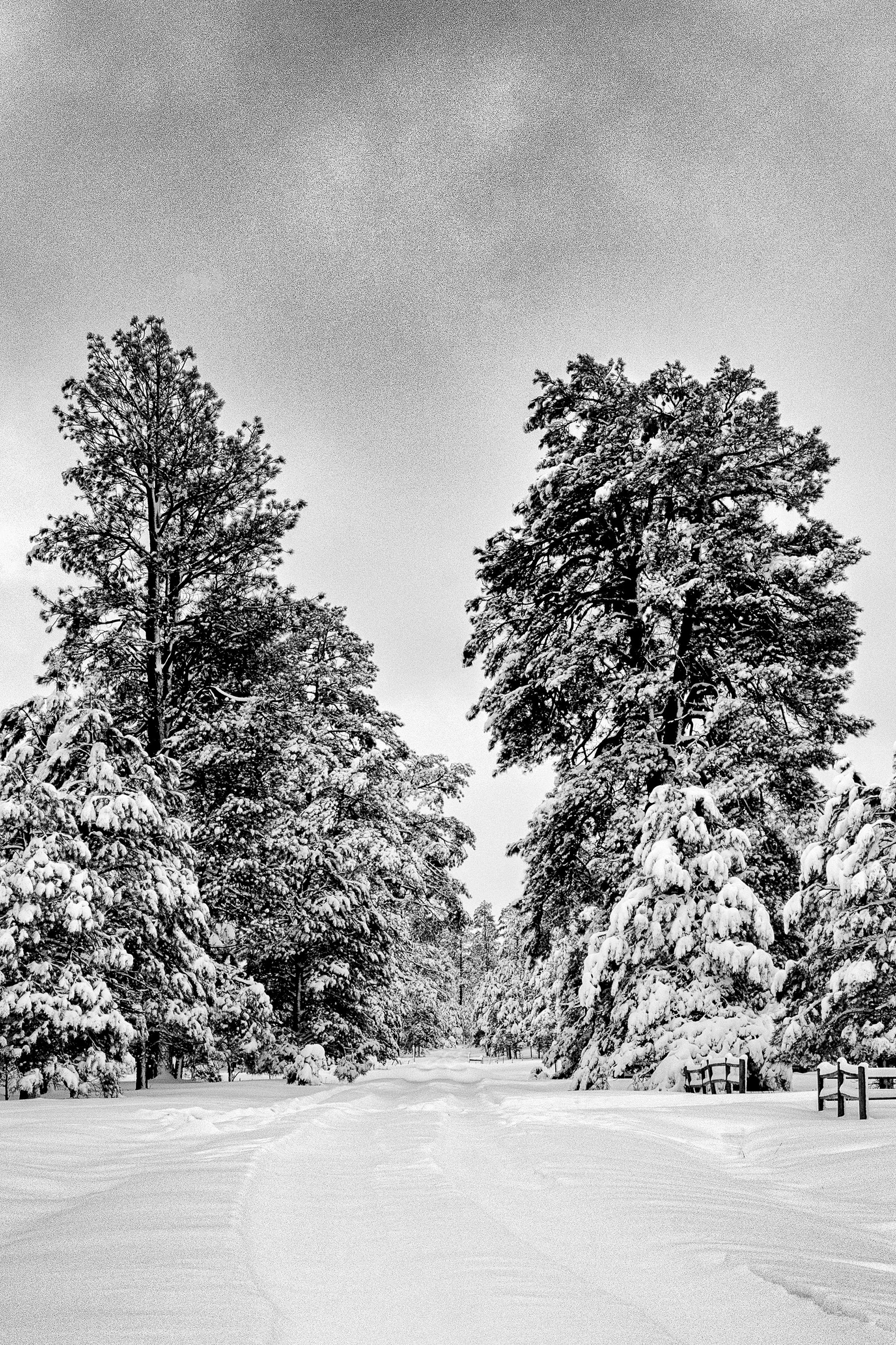 Snow on the Ponderosas