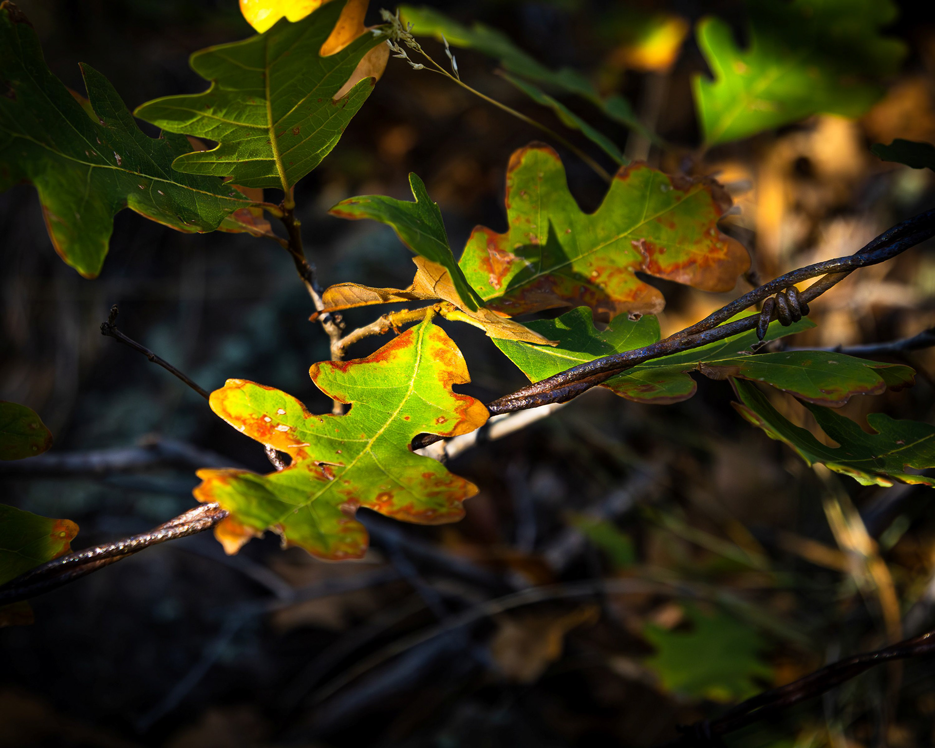 Oak and Barbed Wire