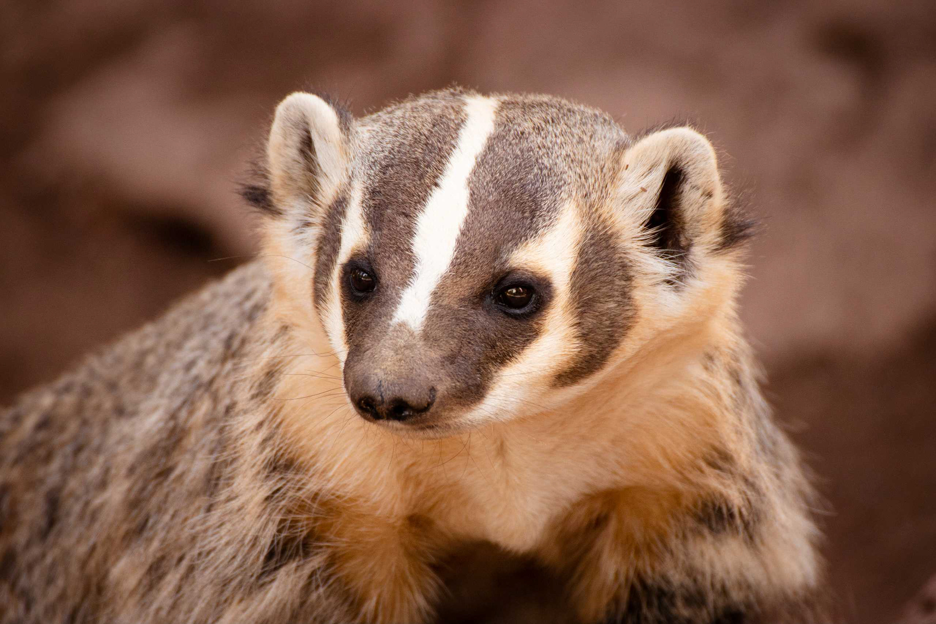 Badger