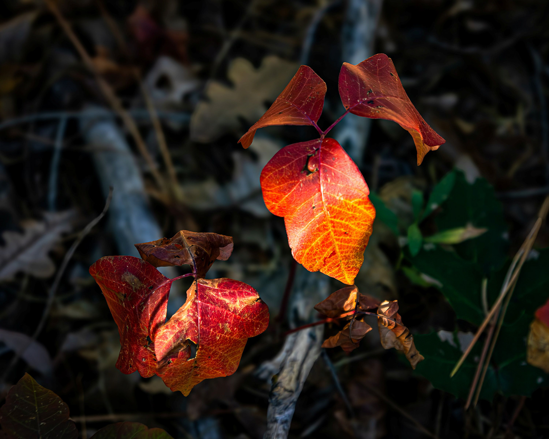 Box Elder in Autumn