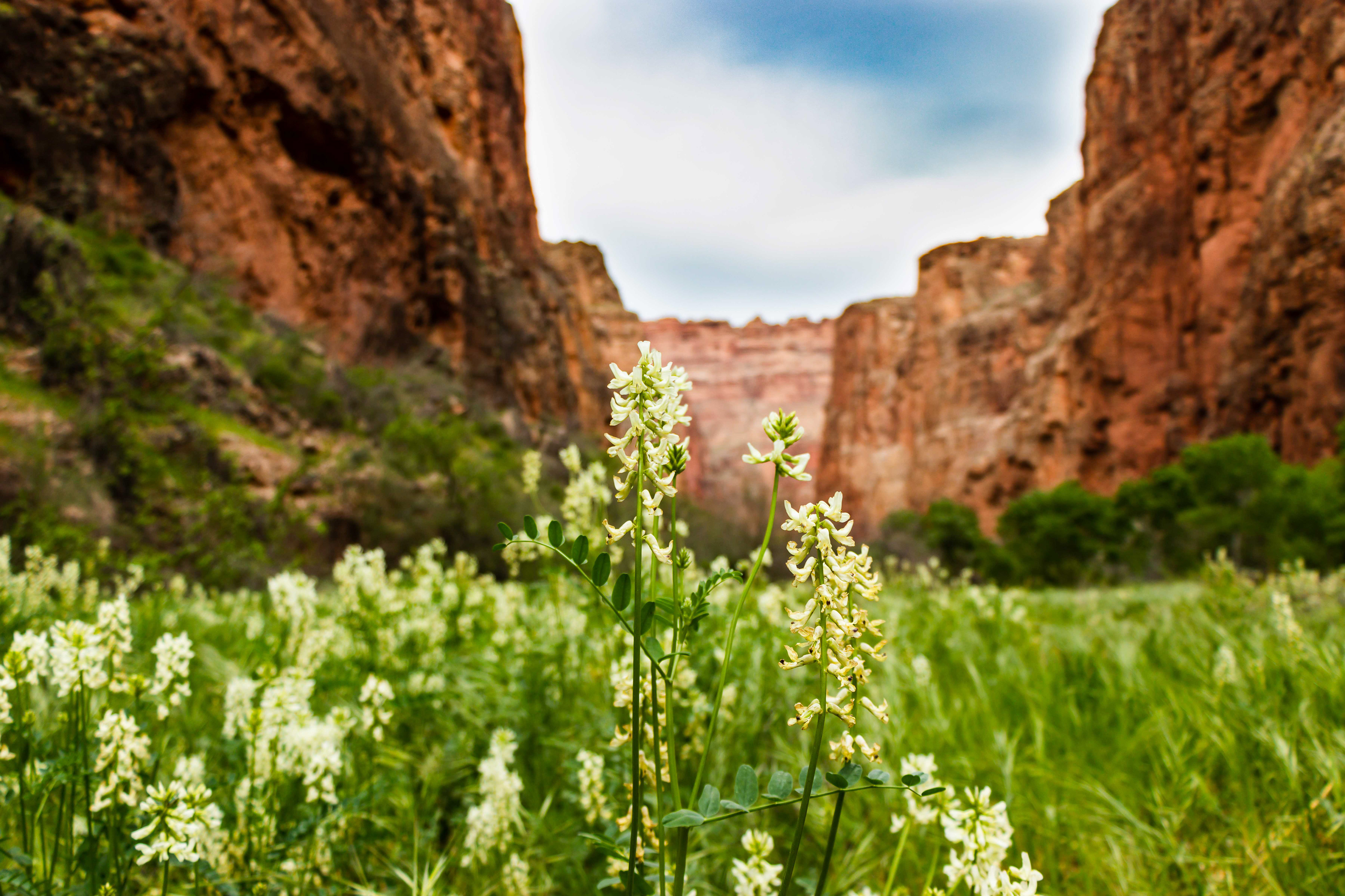 Wildflowers in Havasu Canyon