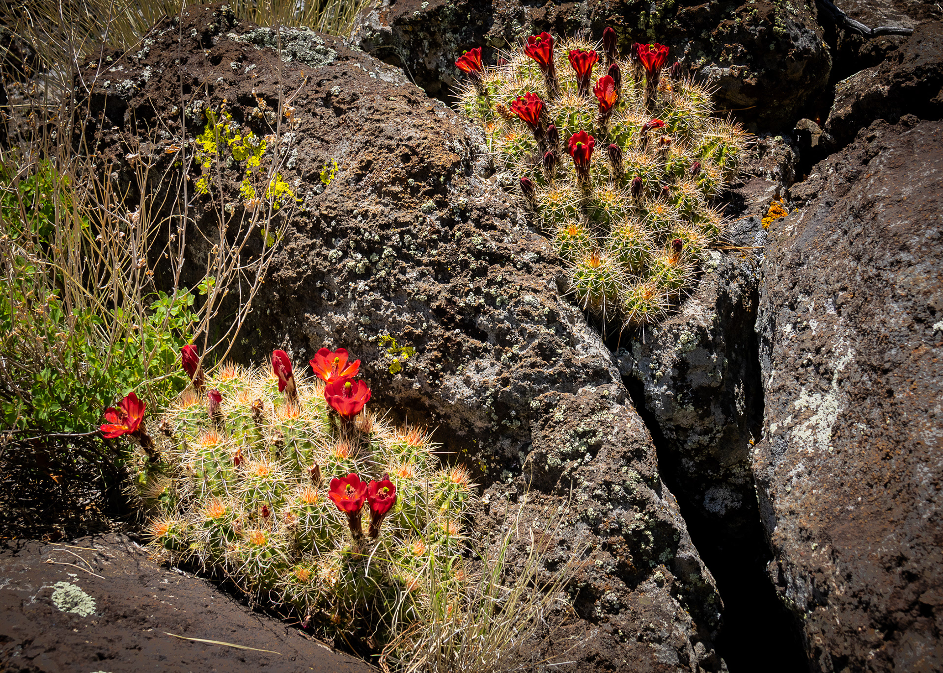 Hedgehog Cactus
