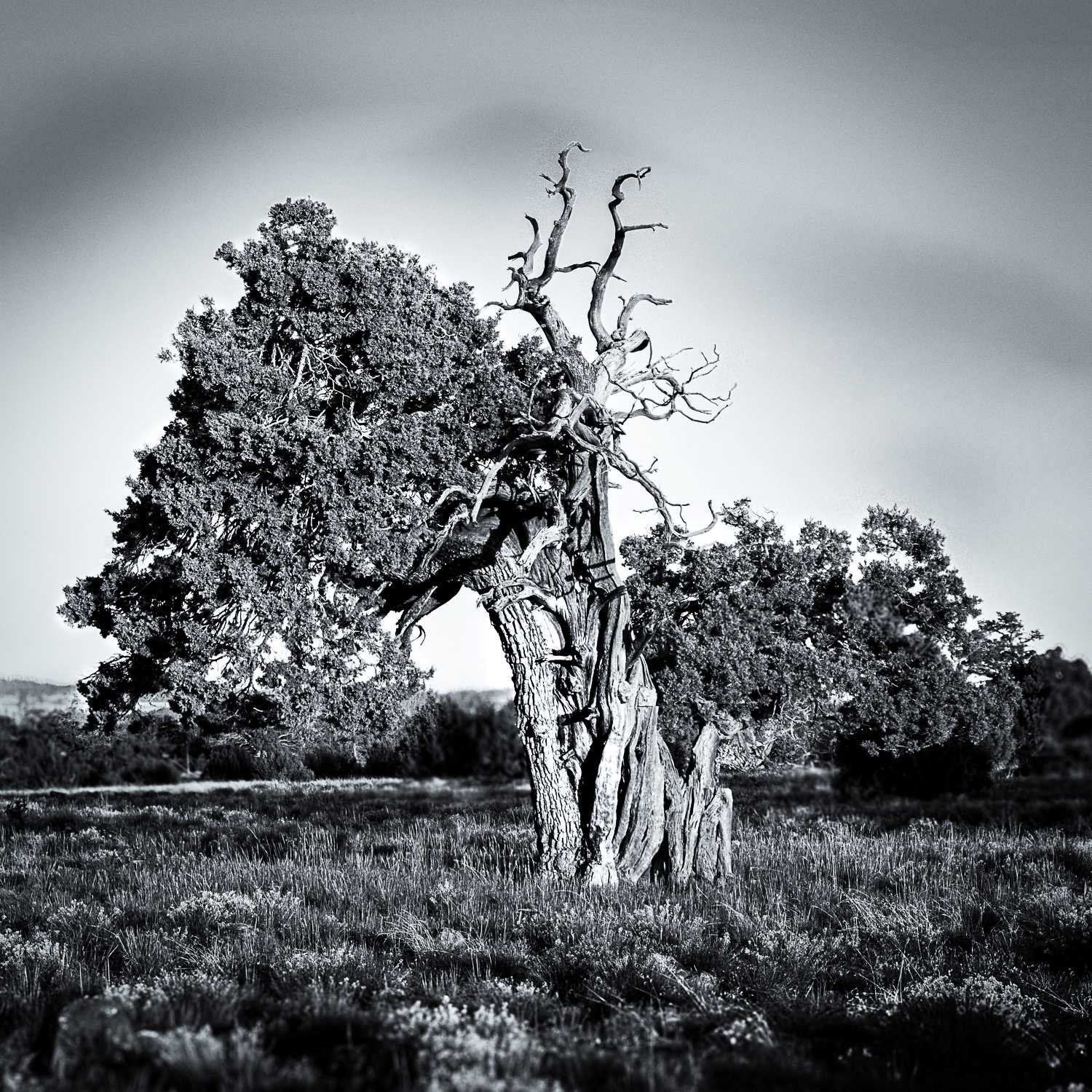 Aligator Juniper