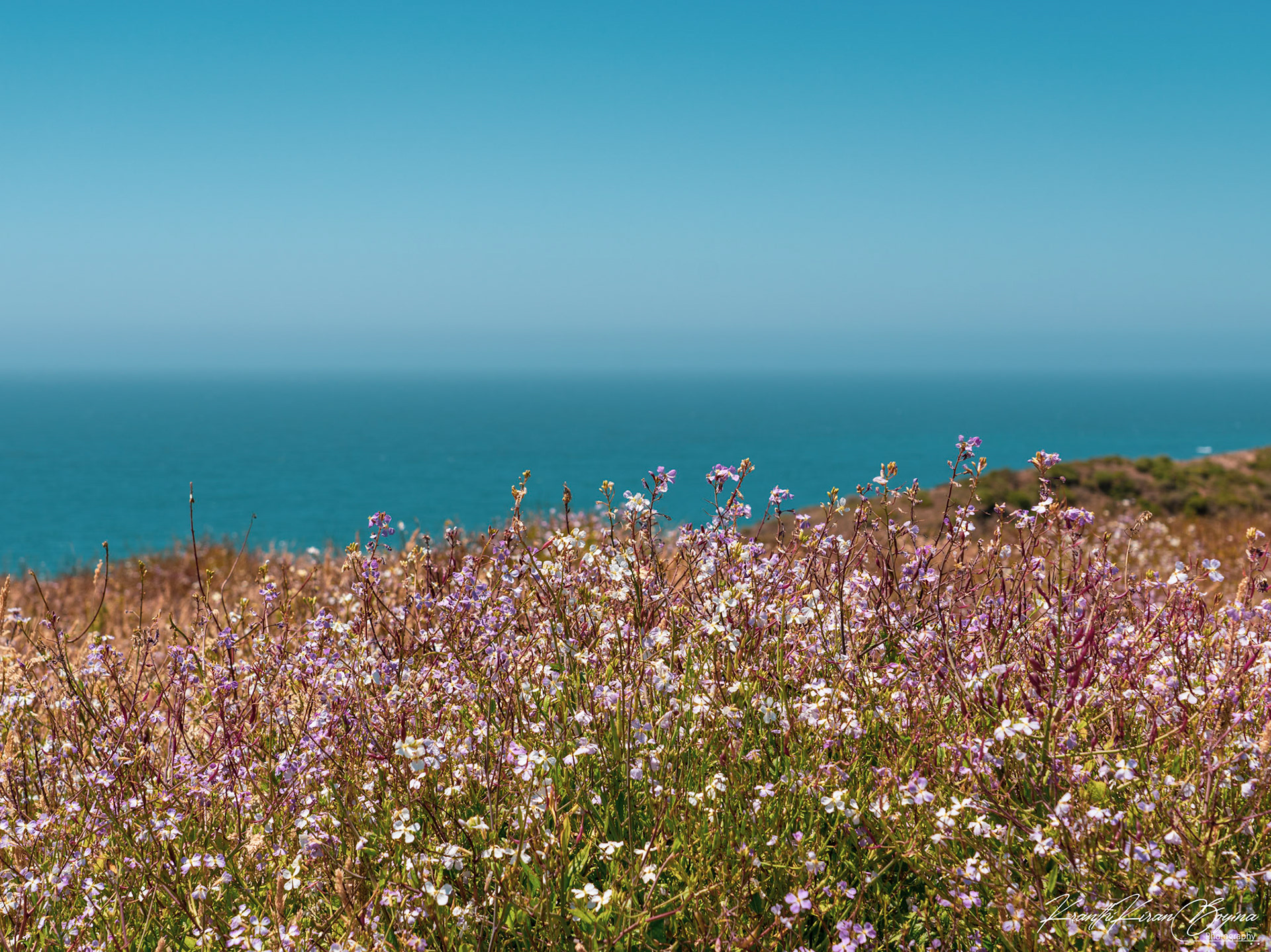 Colorful flowers welcome you along the trail path.