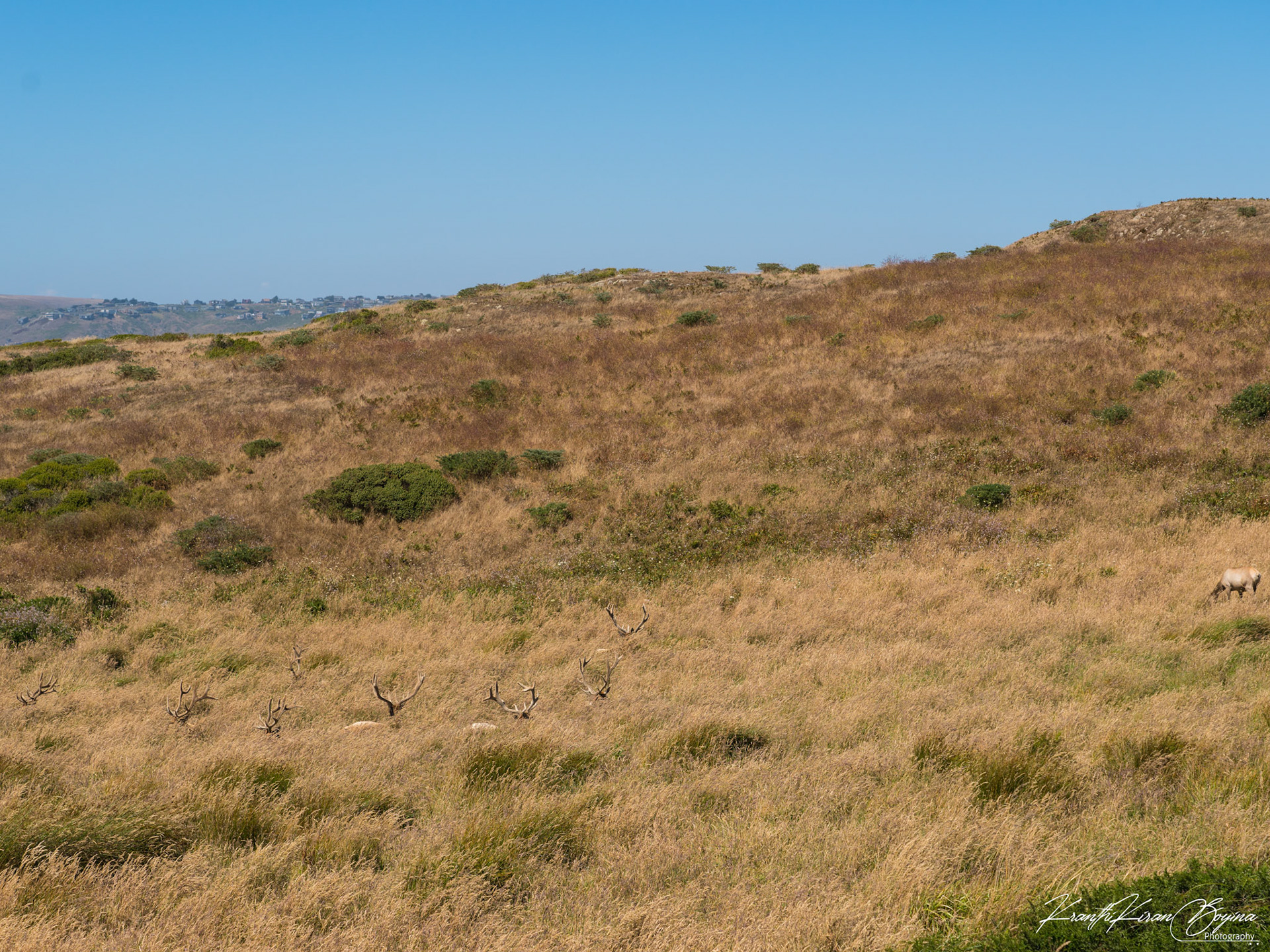 A family of elk resting during a hot day.