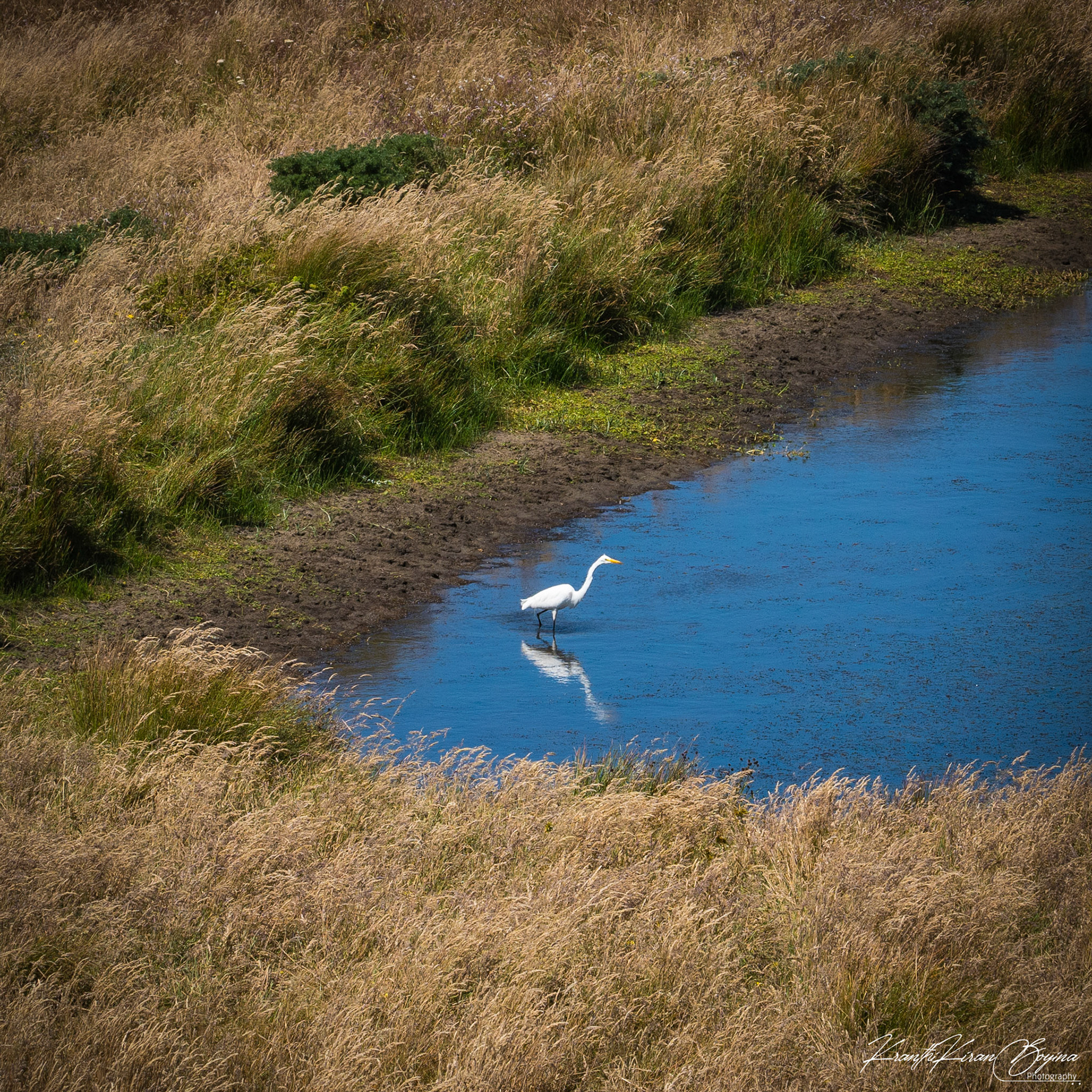 Captured this egret using maximum zoom on my lens and it did decent job.