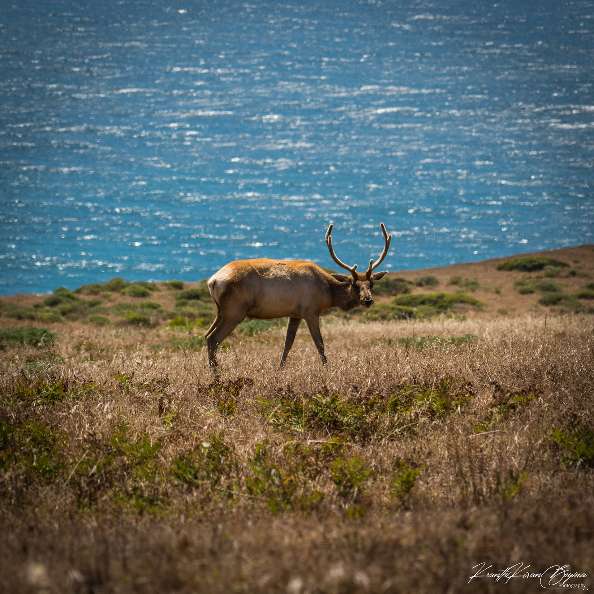 Elk are common site as the trail passes through Tule Elk Reserve.