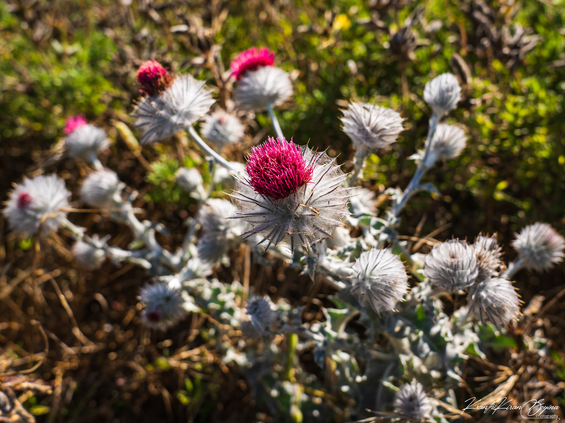 Cobwebby Thistle is an interesting plant which has cob web like growth all over the plant. 