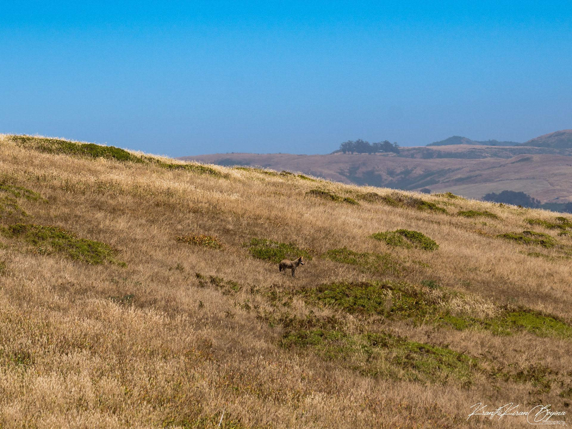 Was lucky enough to catch a glimpse of Coyote.