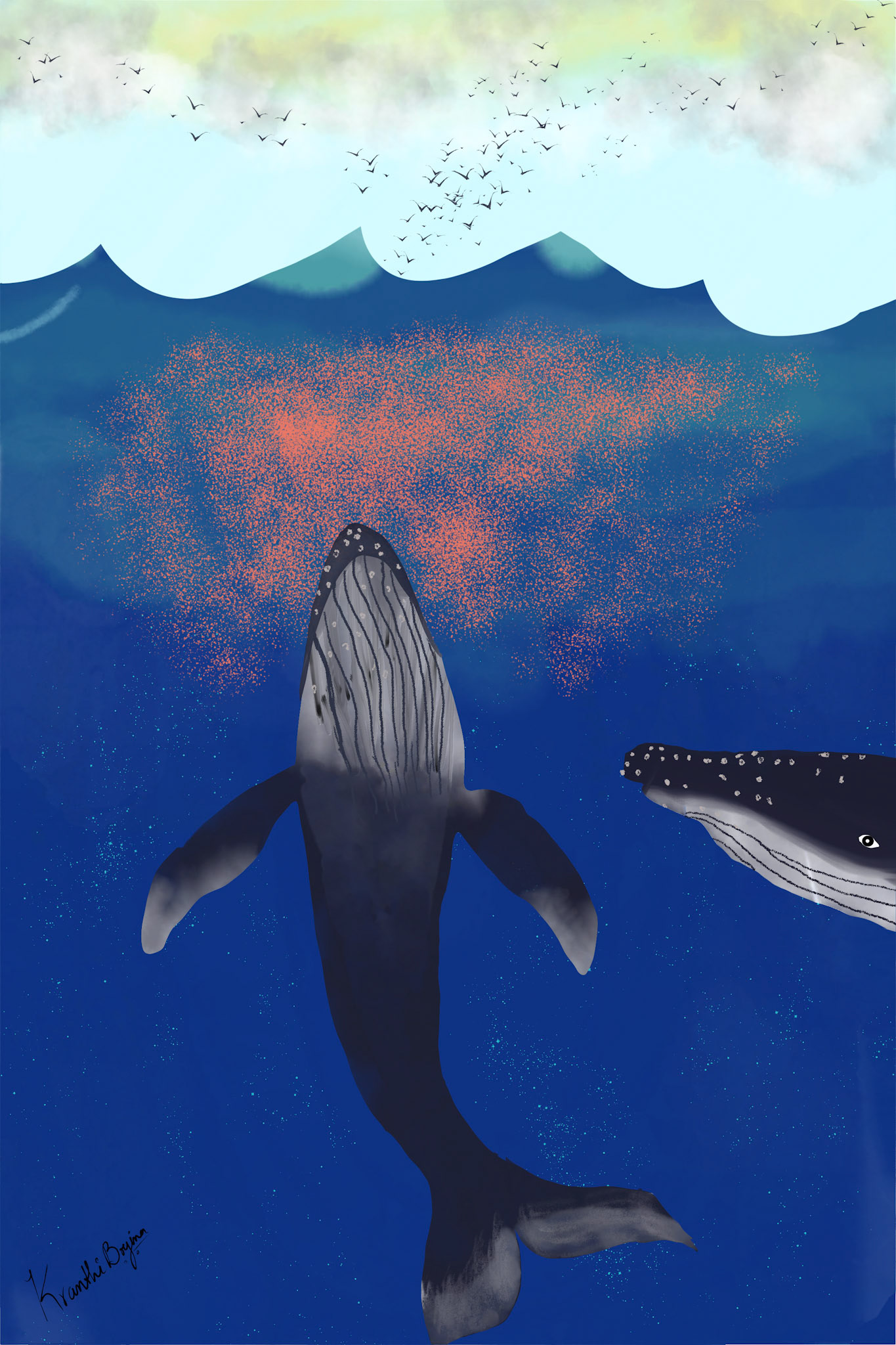 Whales feeding on Krill
