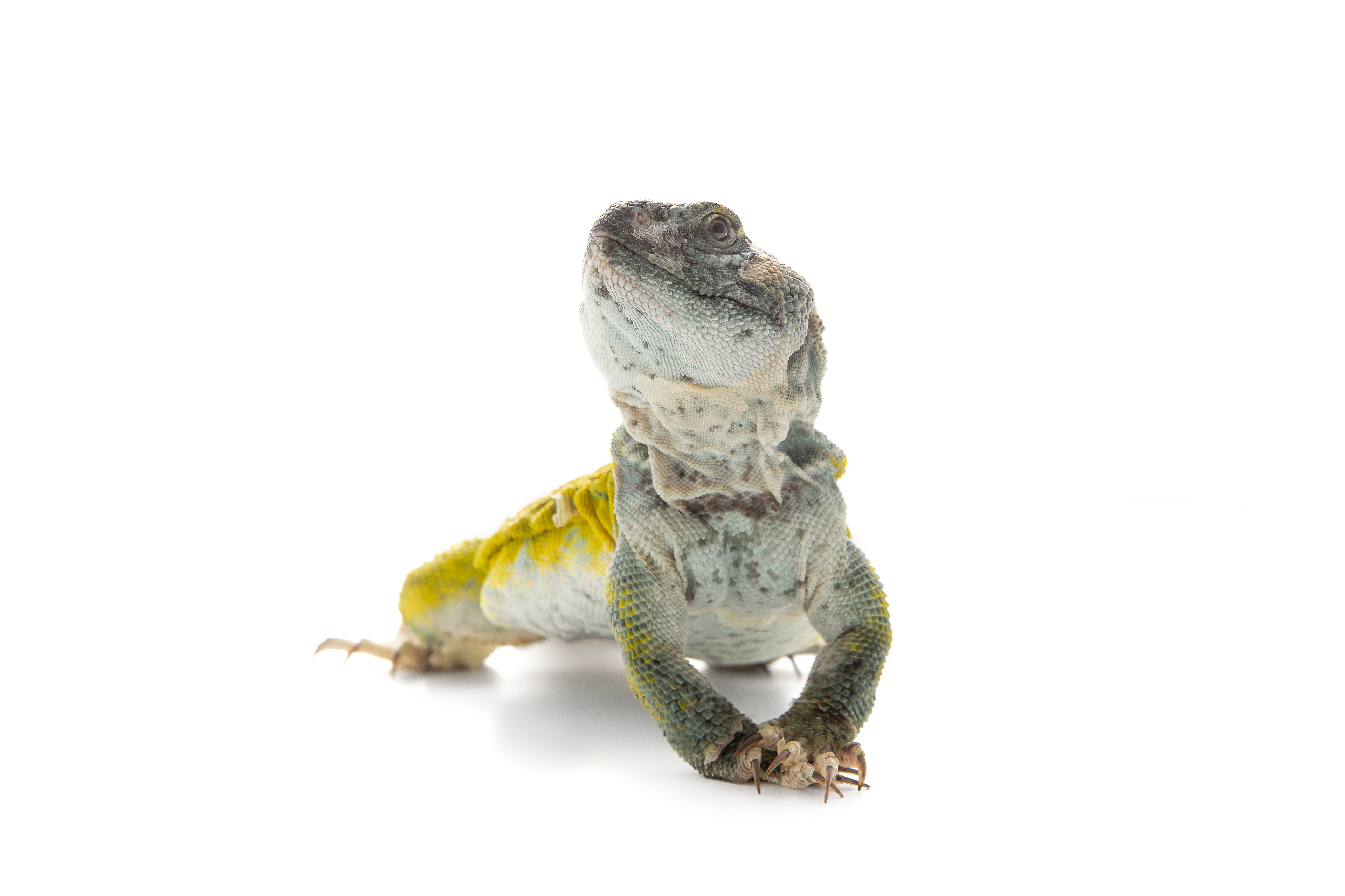 Uromastyx