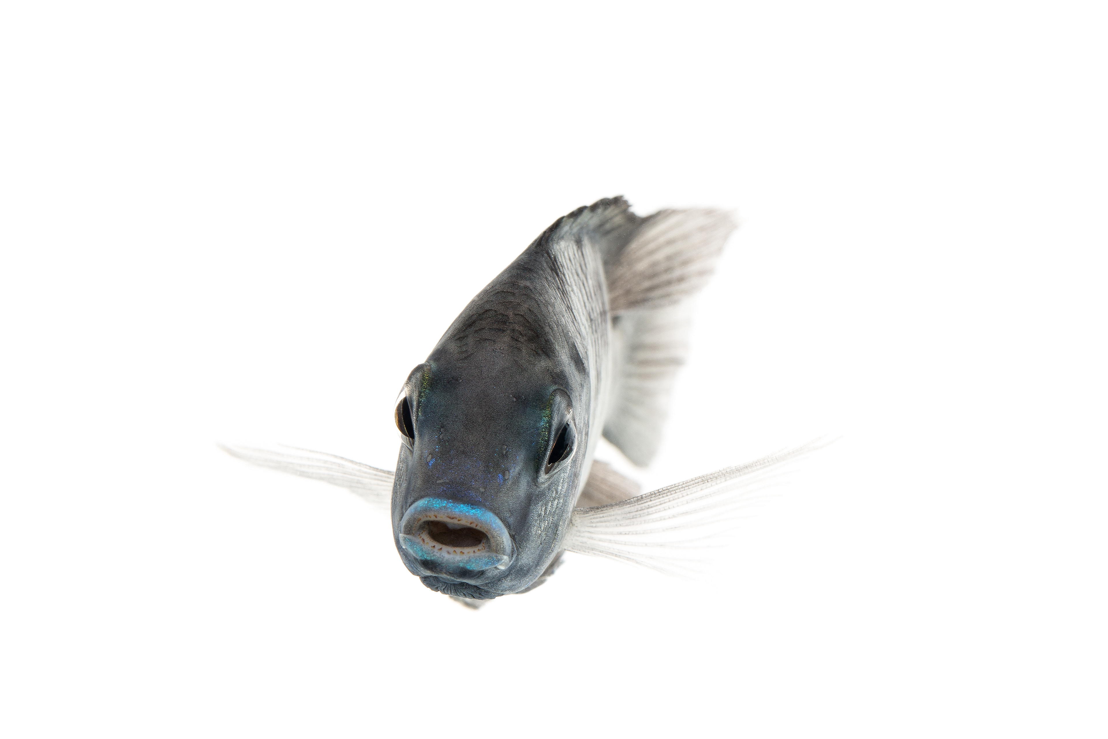 Blue Dolphin Cichlid