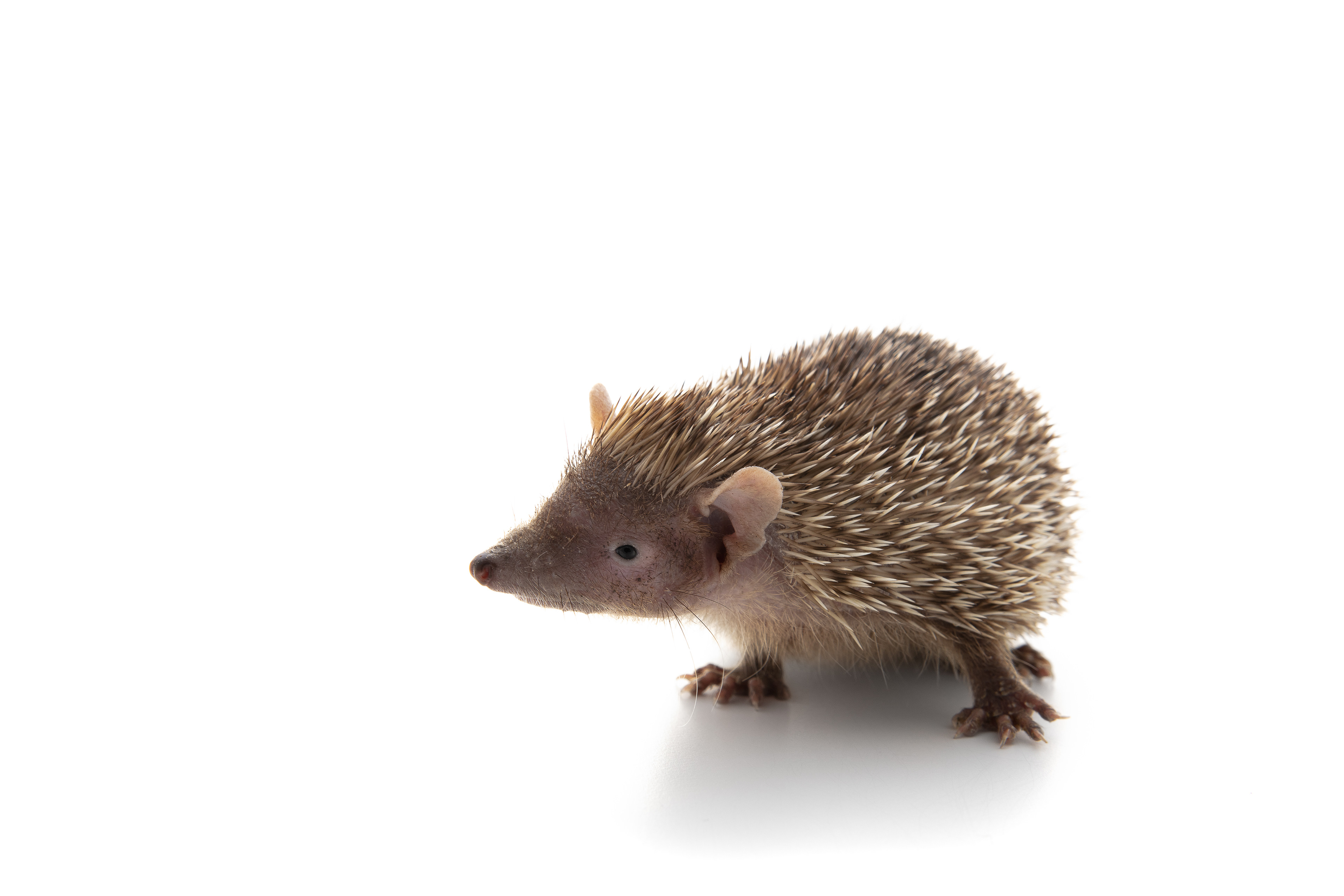 Tenrec