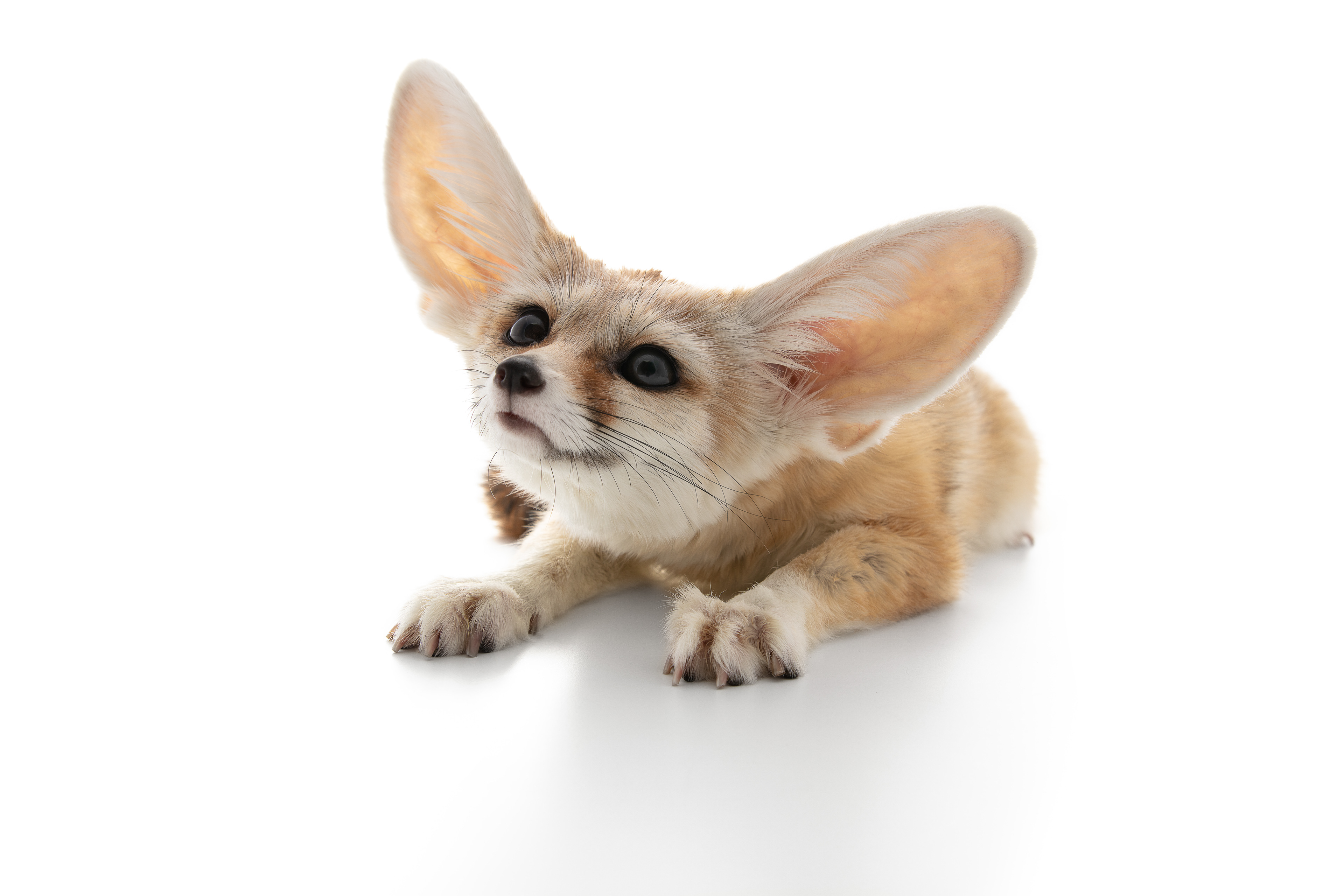 Fennec Fox