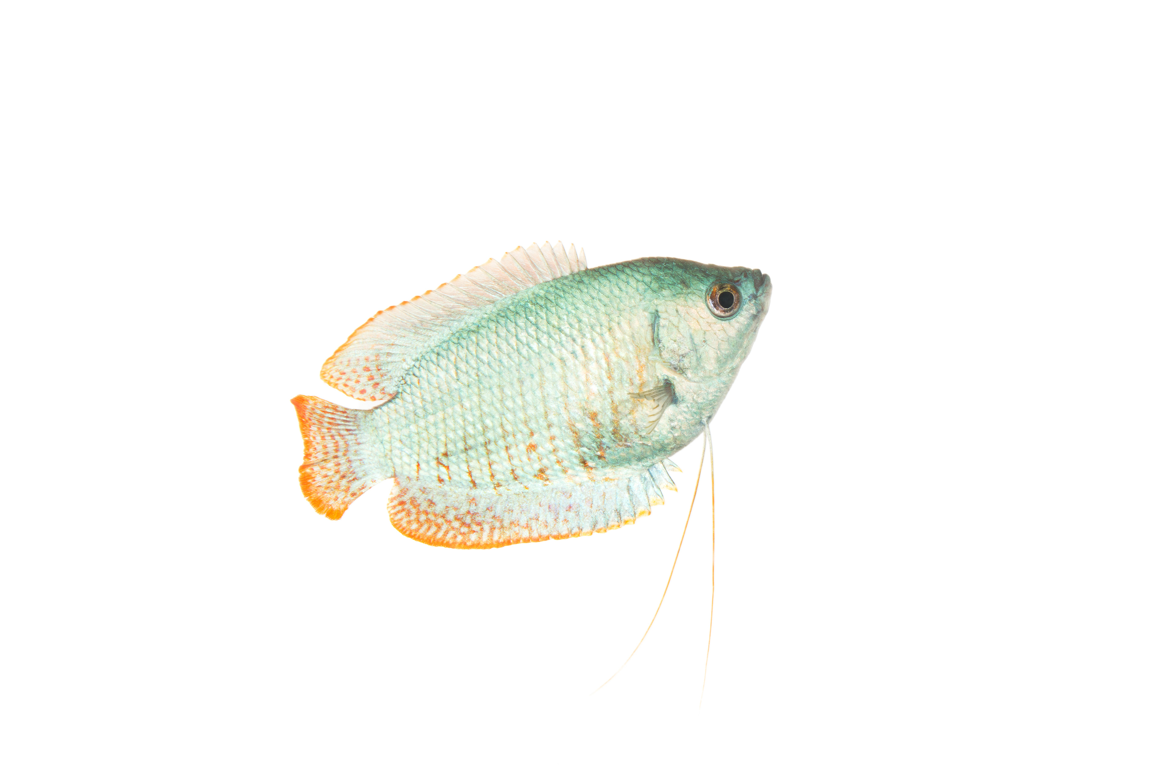 Dwarf Gourami
