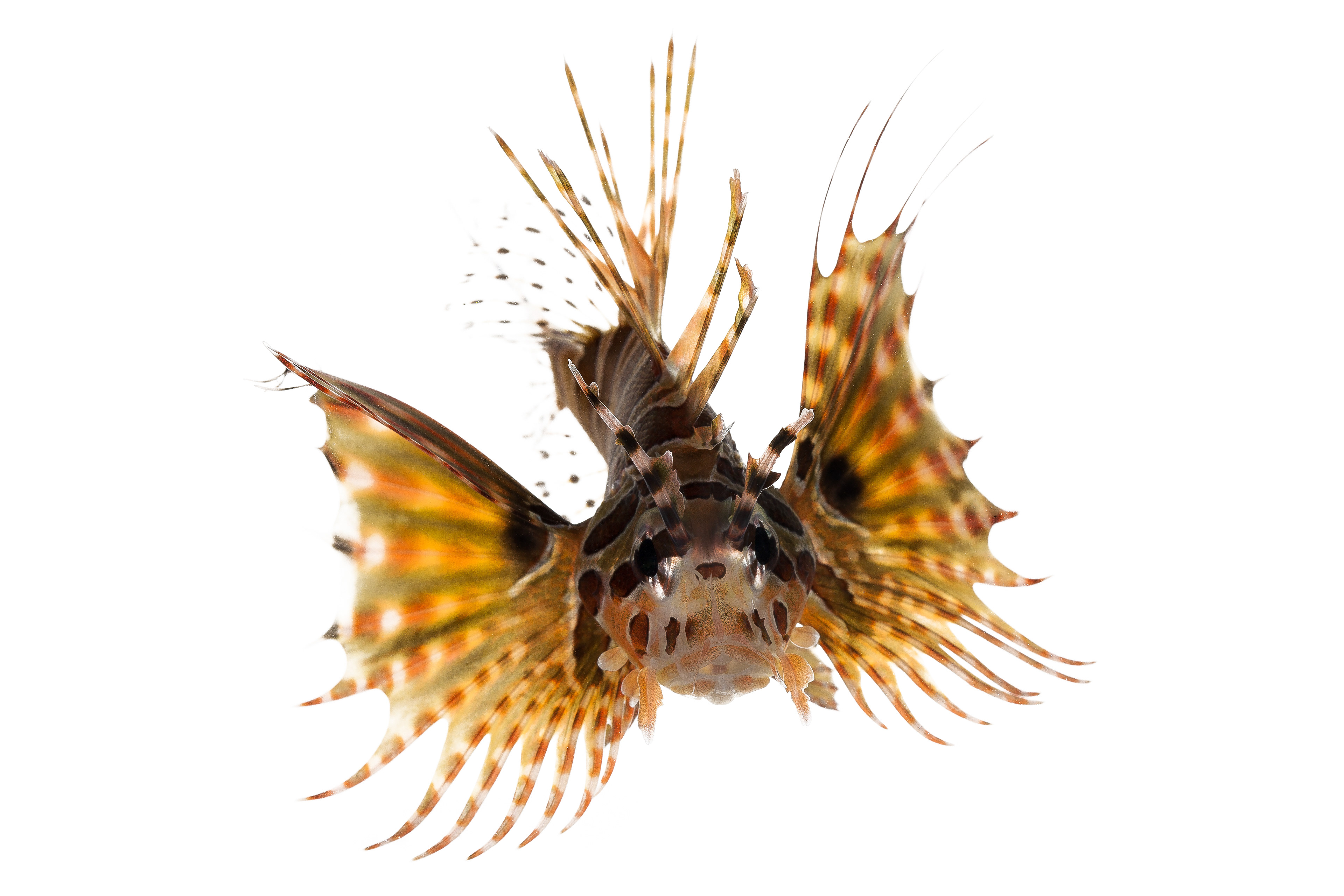 Dwarf Lionfish