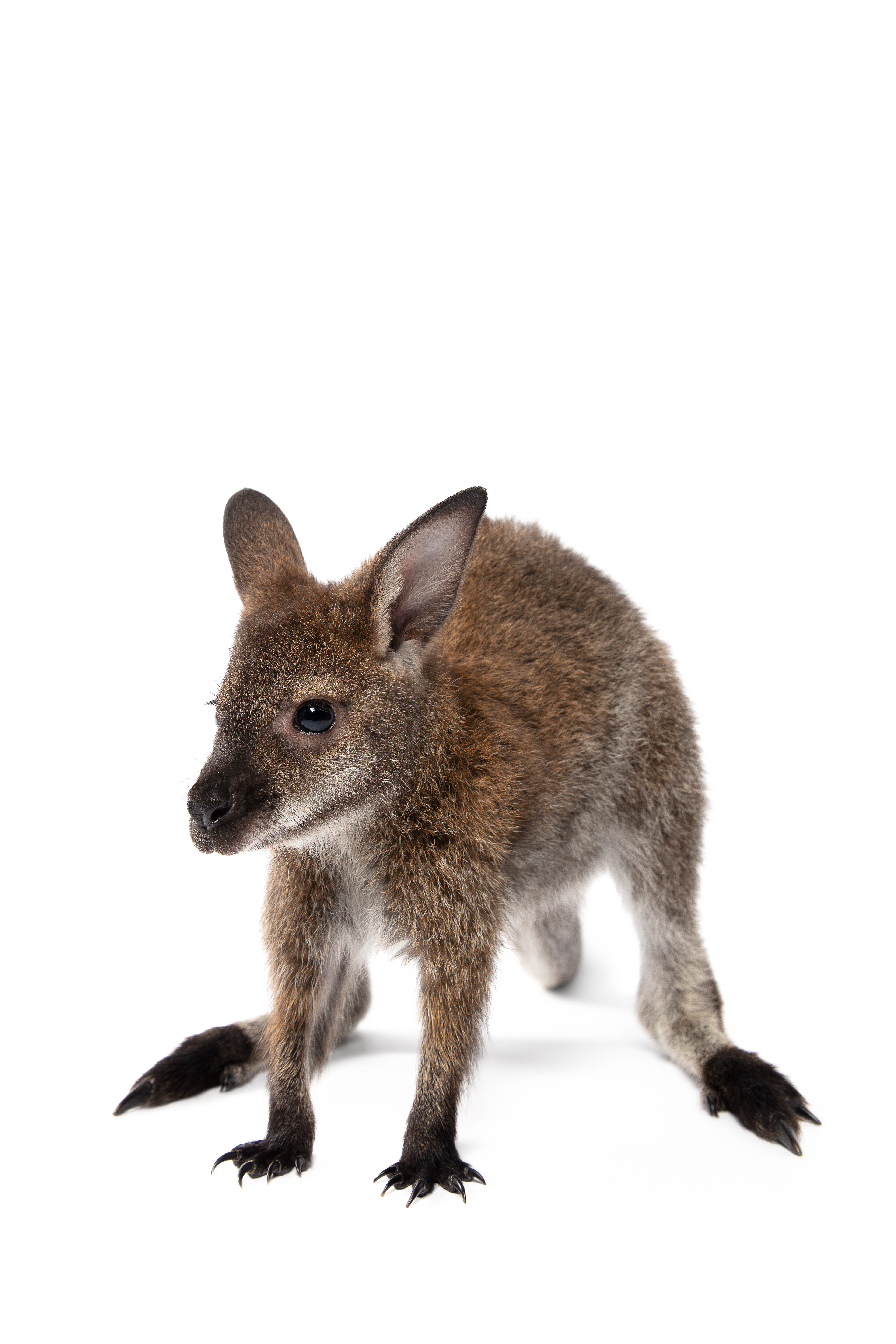 Wallaby