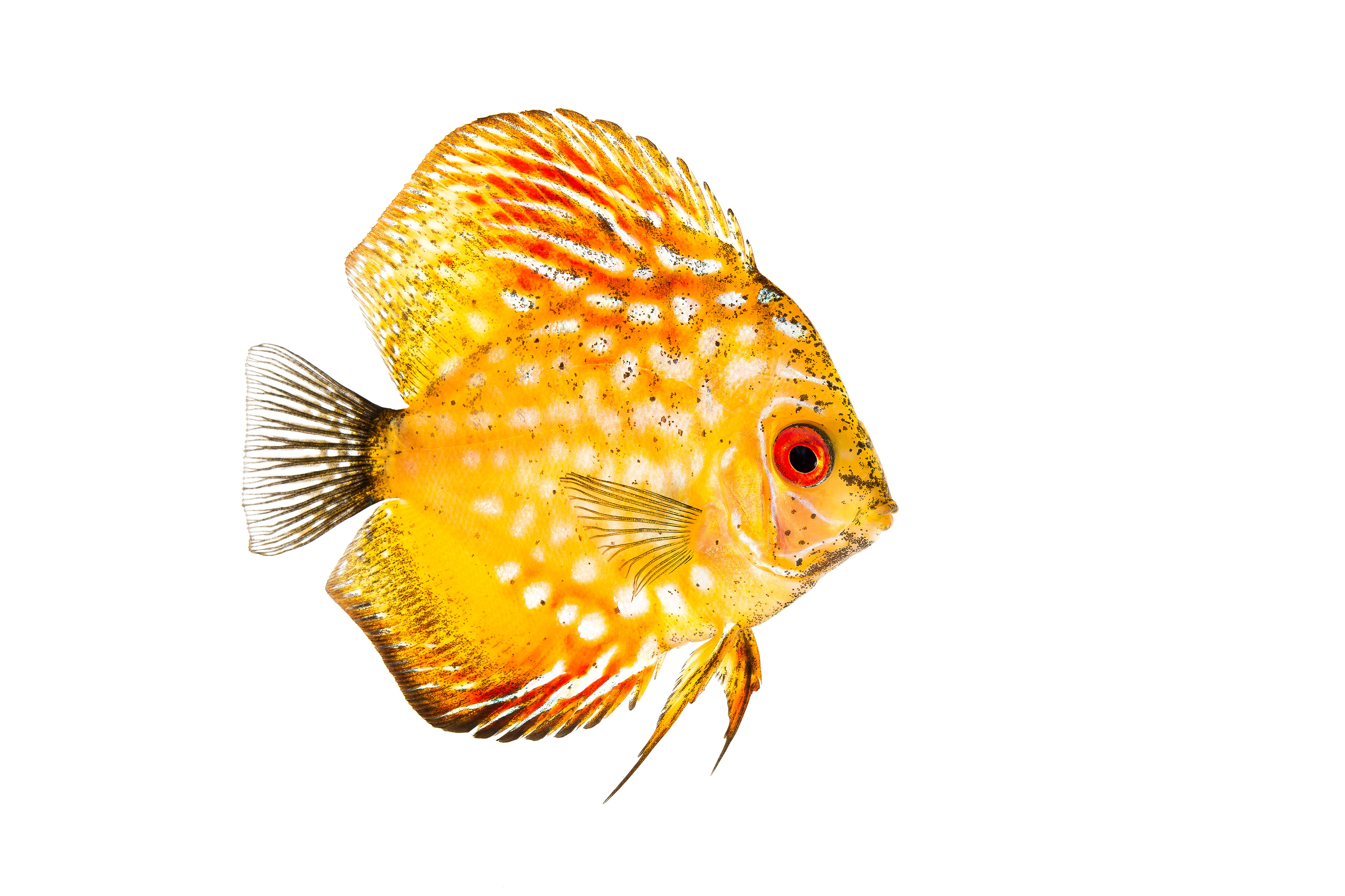 Juvenile Discus