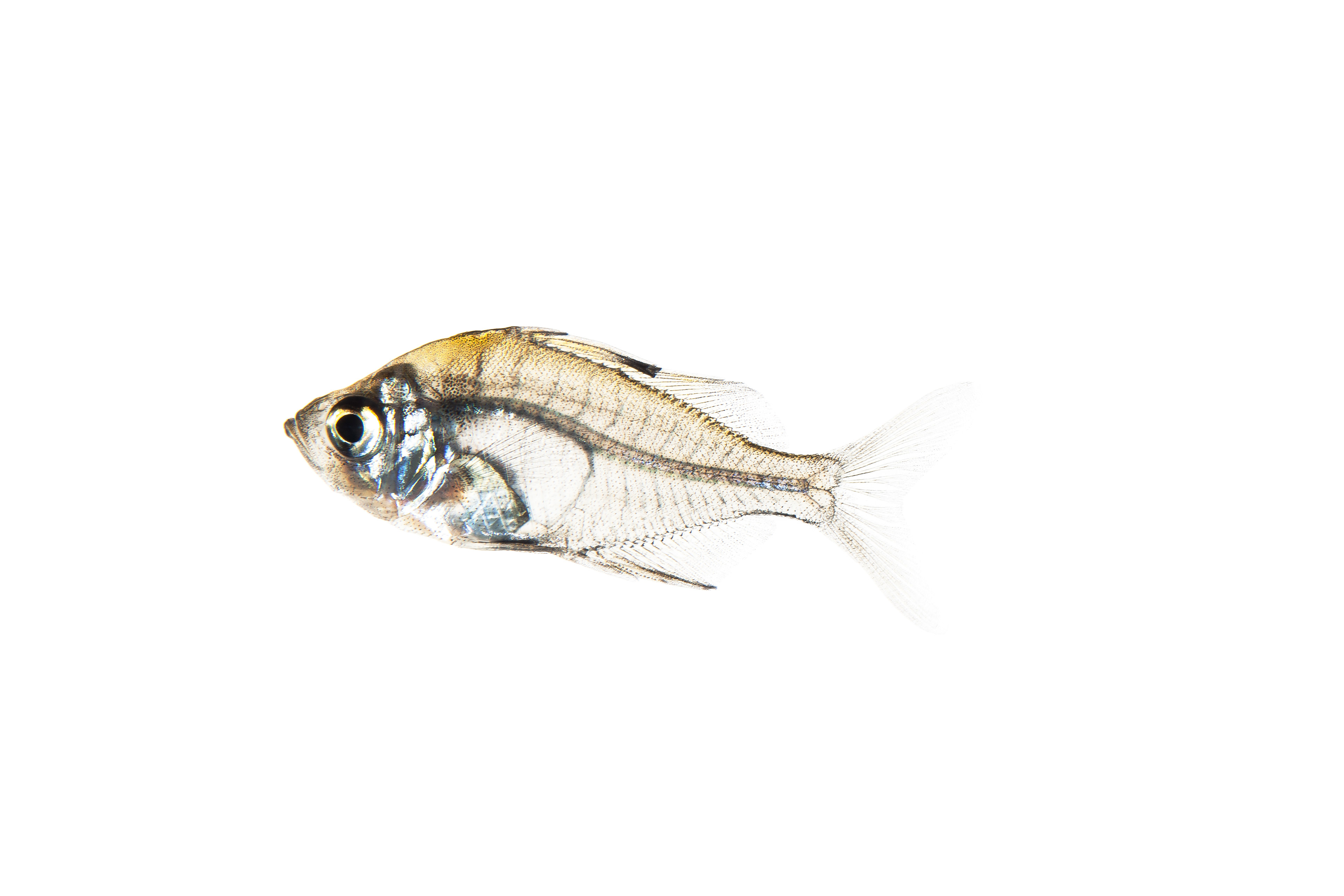 Glass Fish