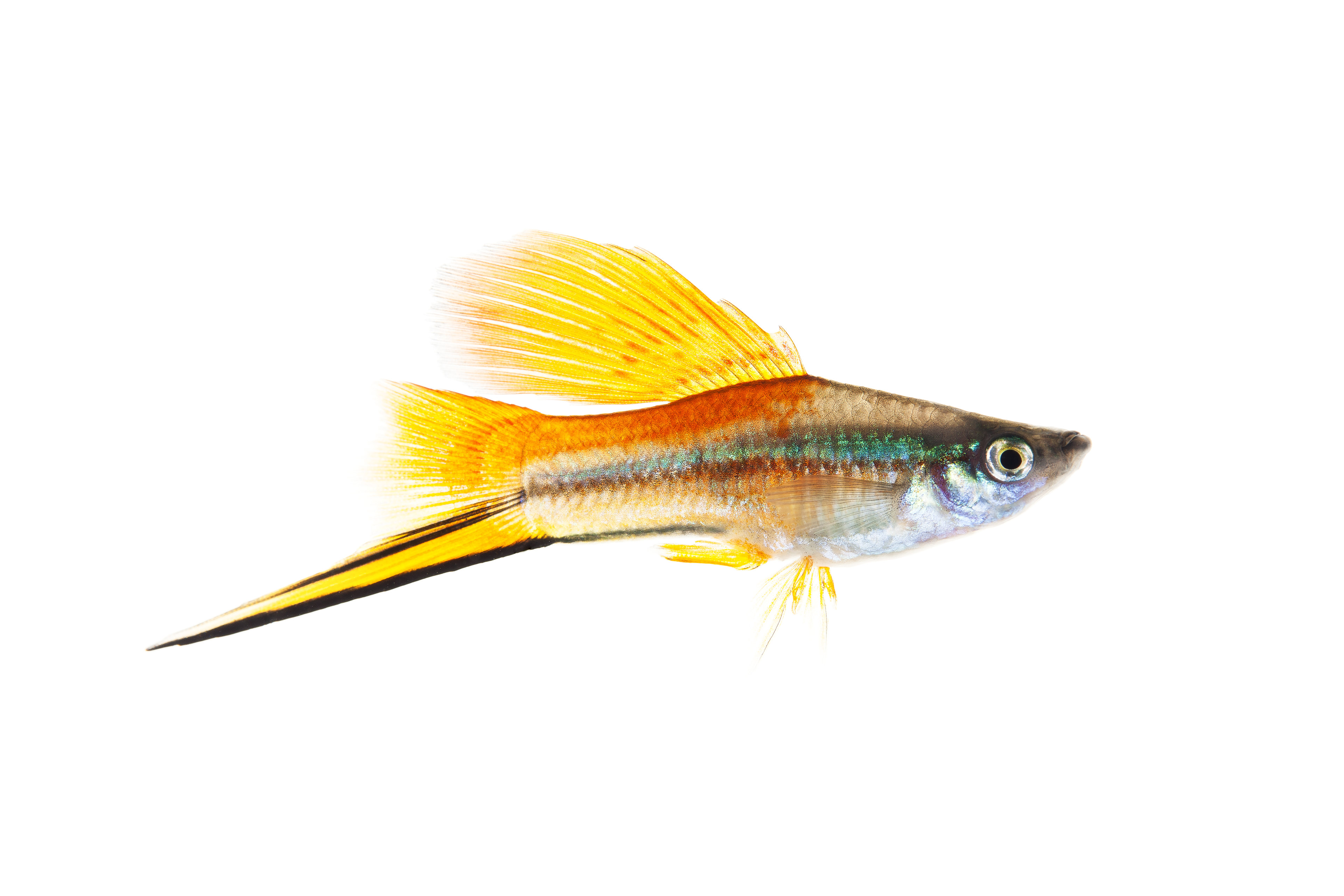 Sword Tail