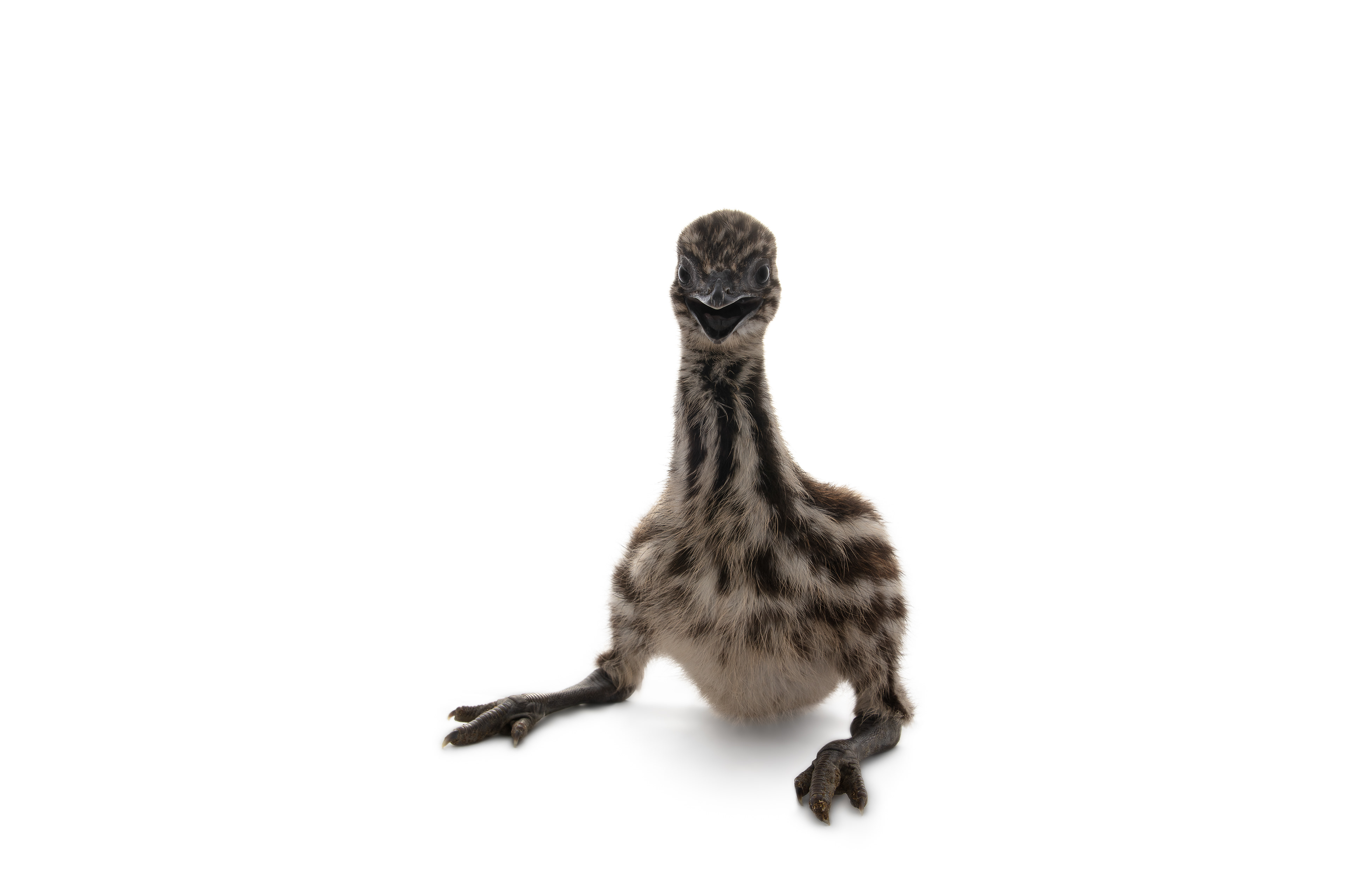 Baby Emu