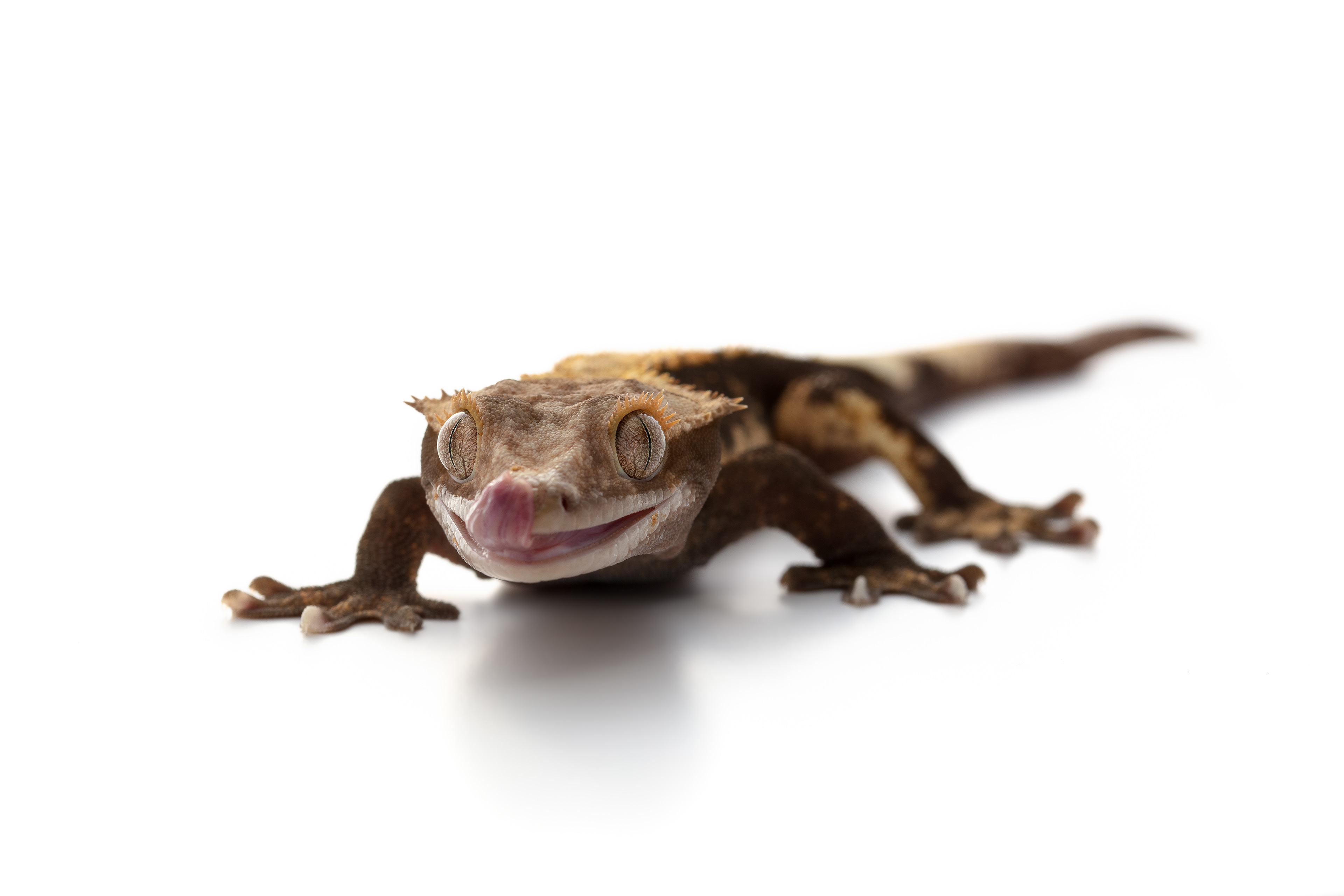 Crested Gecko