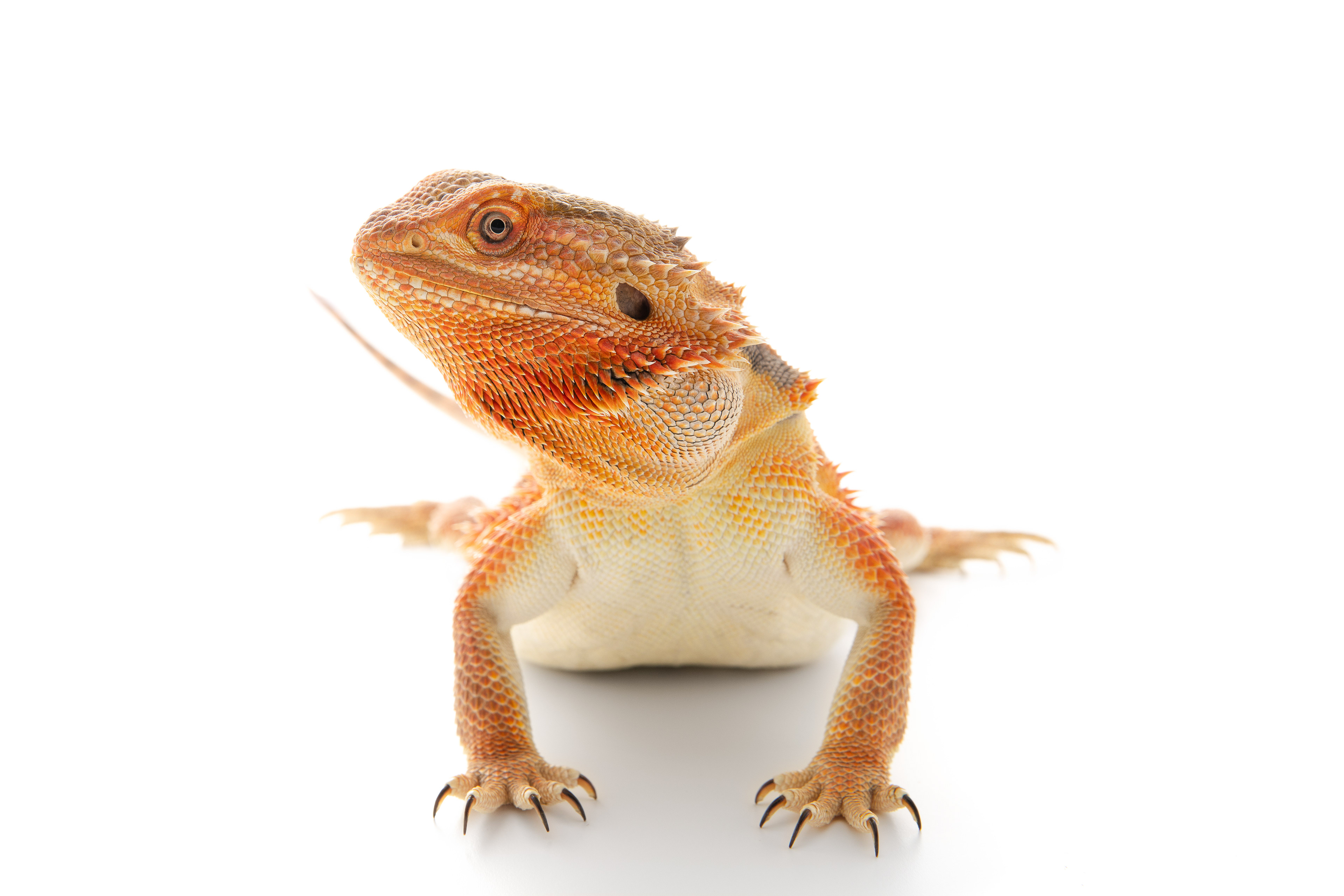 Bearded Dragon