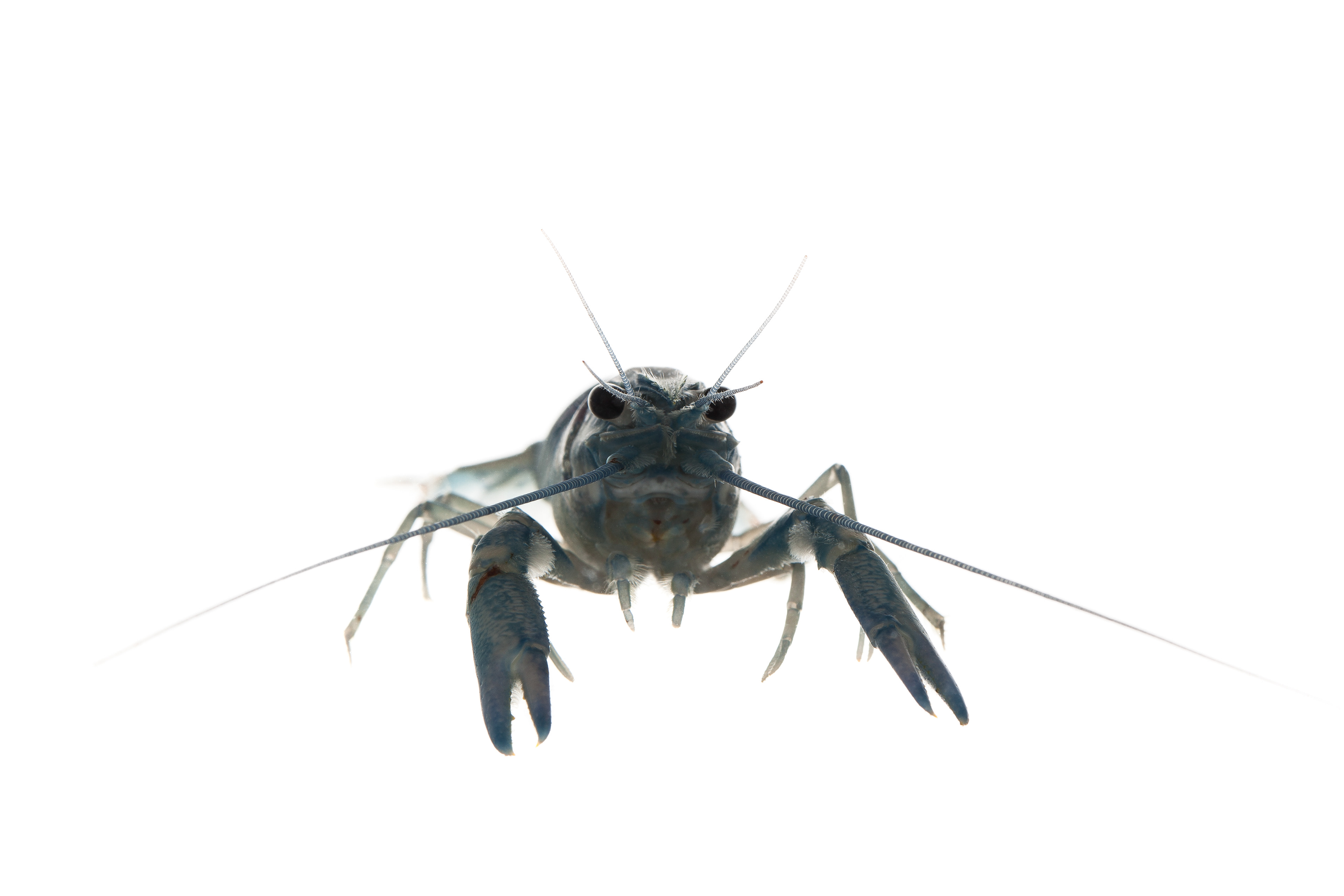 Blue Crawfish