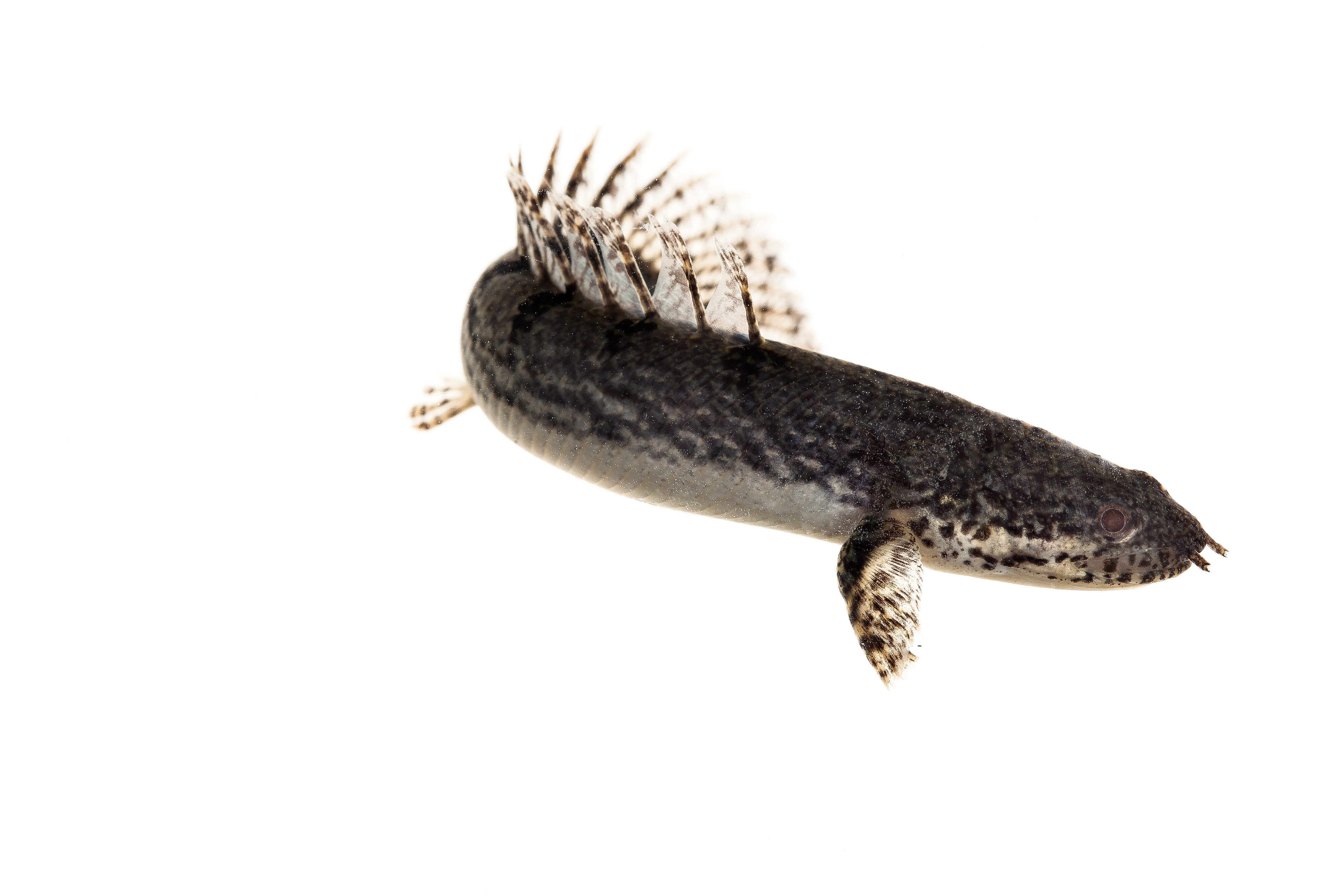 Bichir