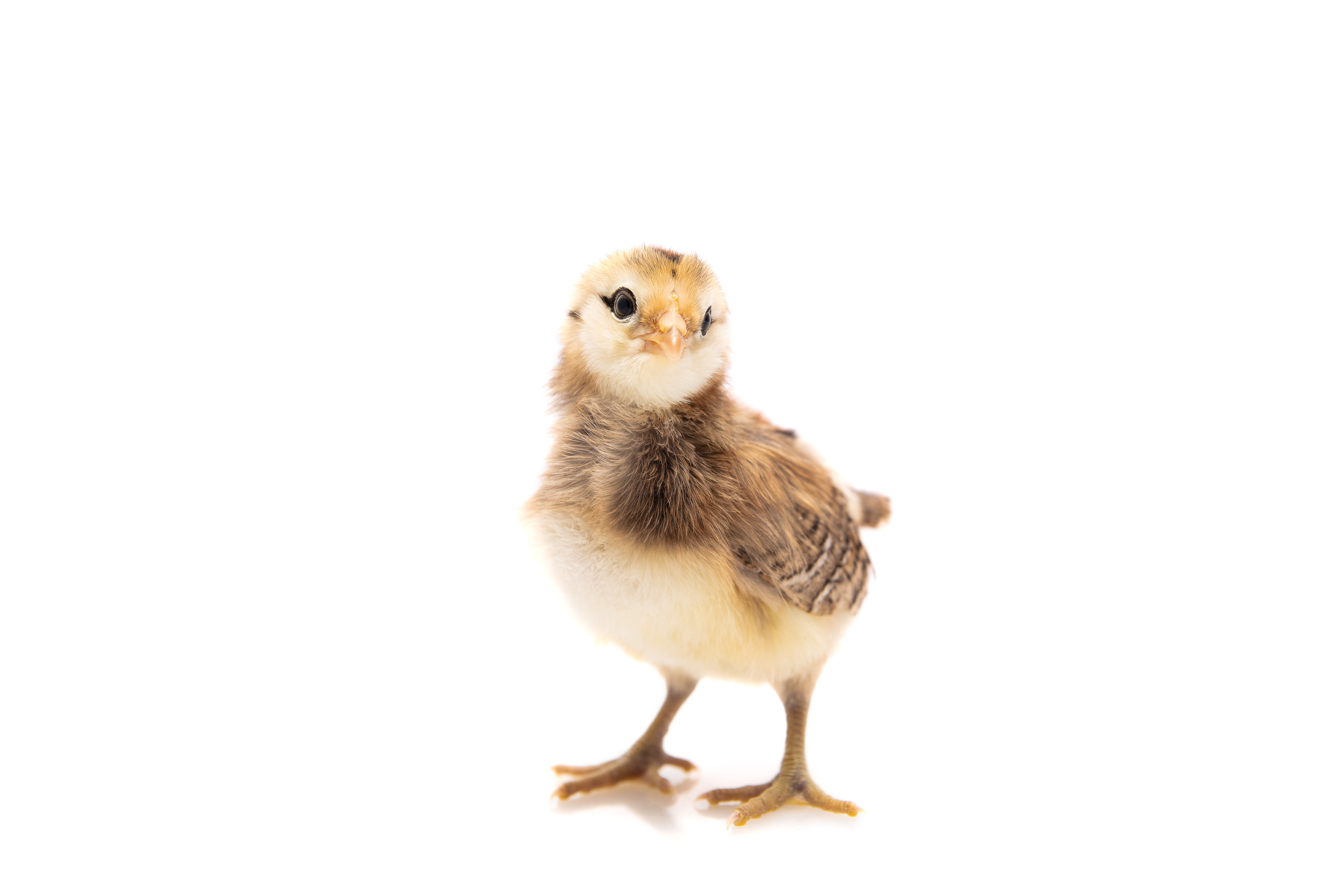 Baby Chick