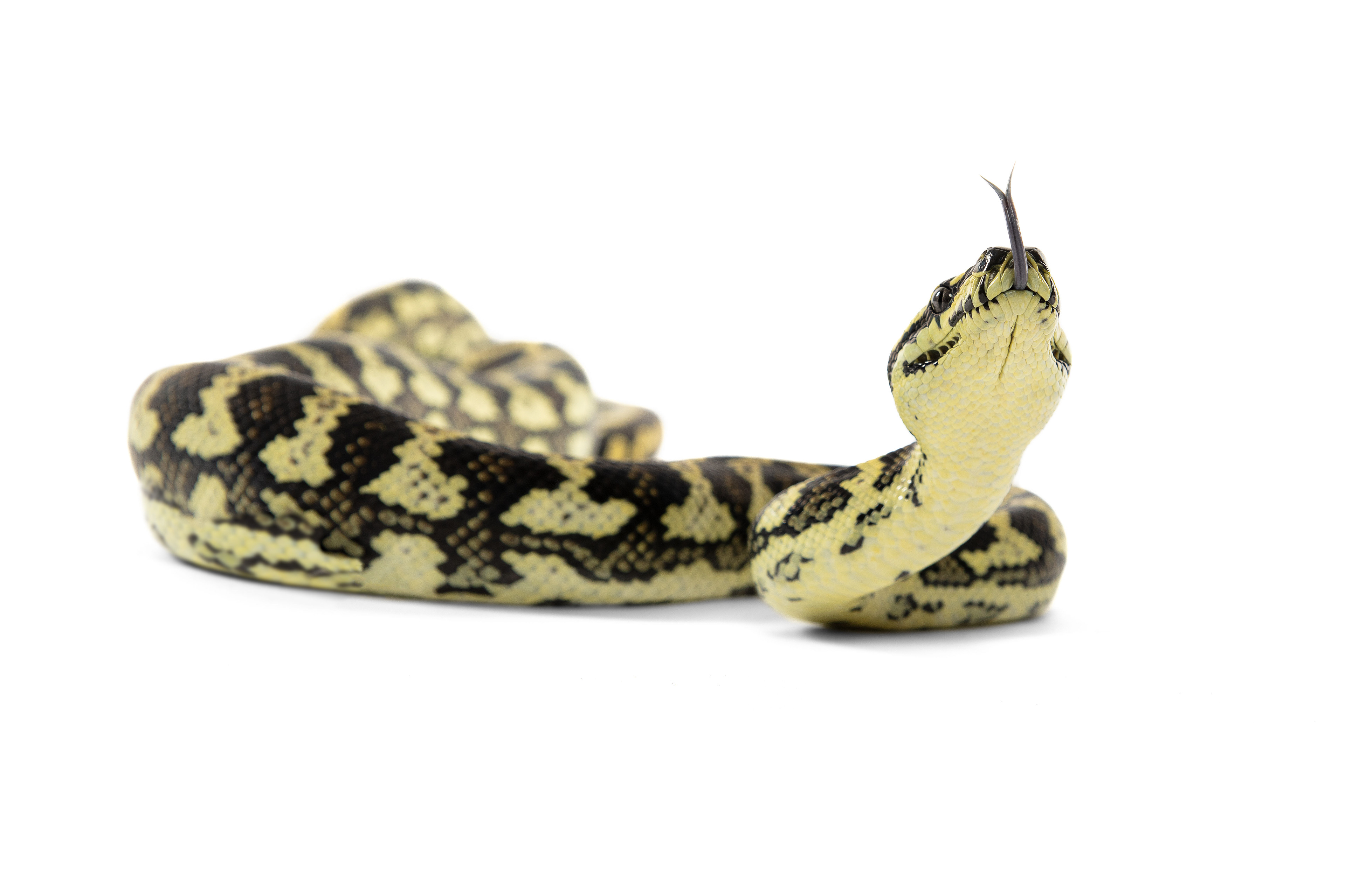 Carpet Python