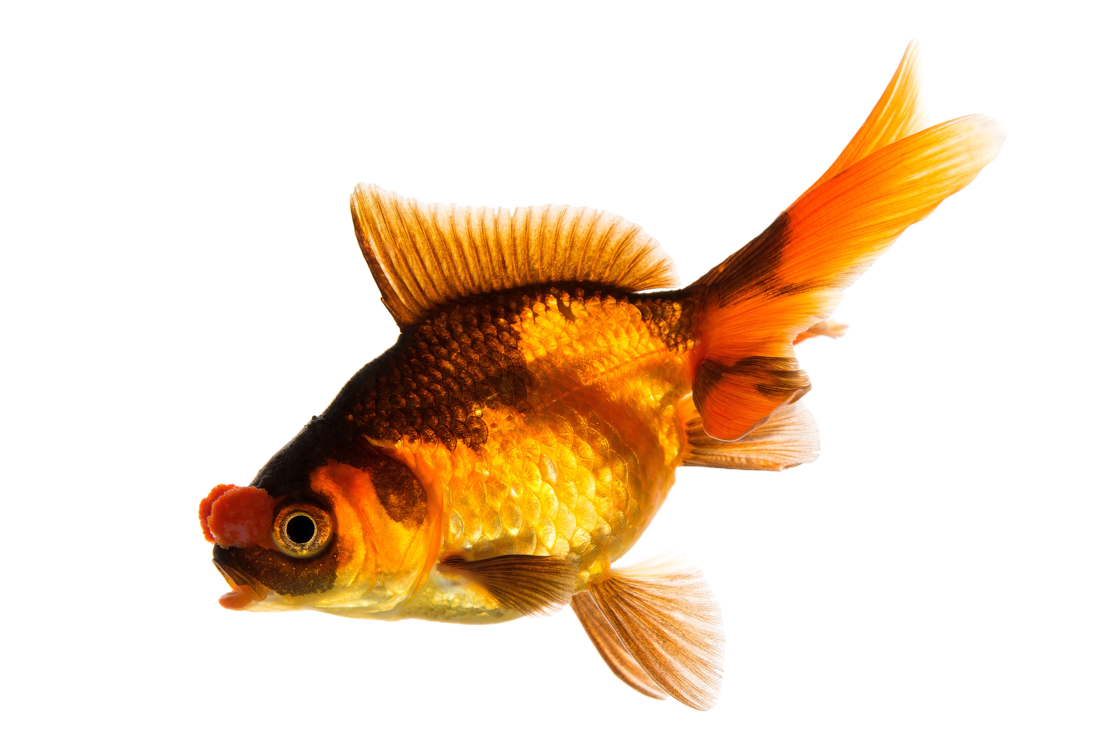 Pom Pom Goldfish