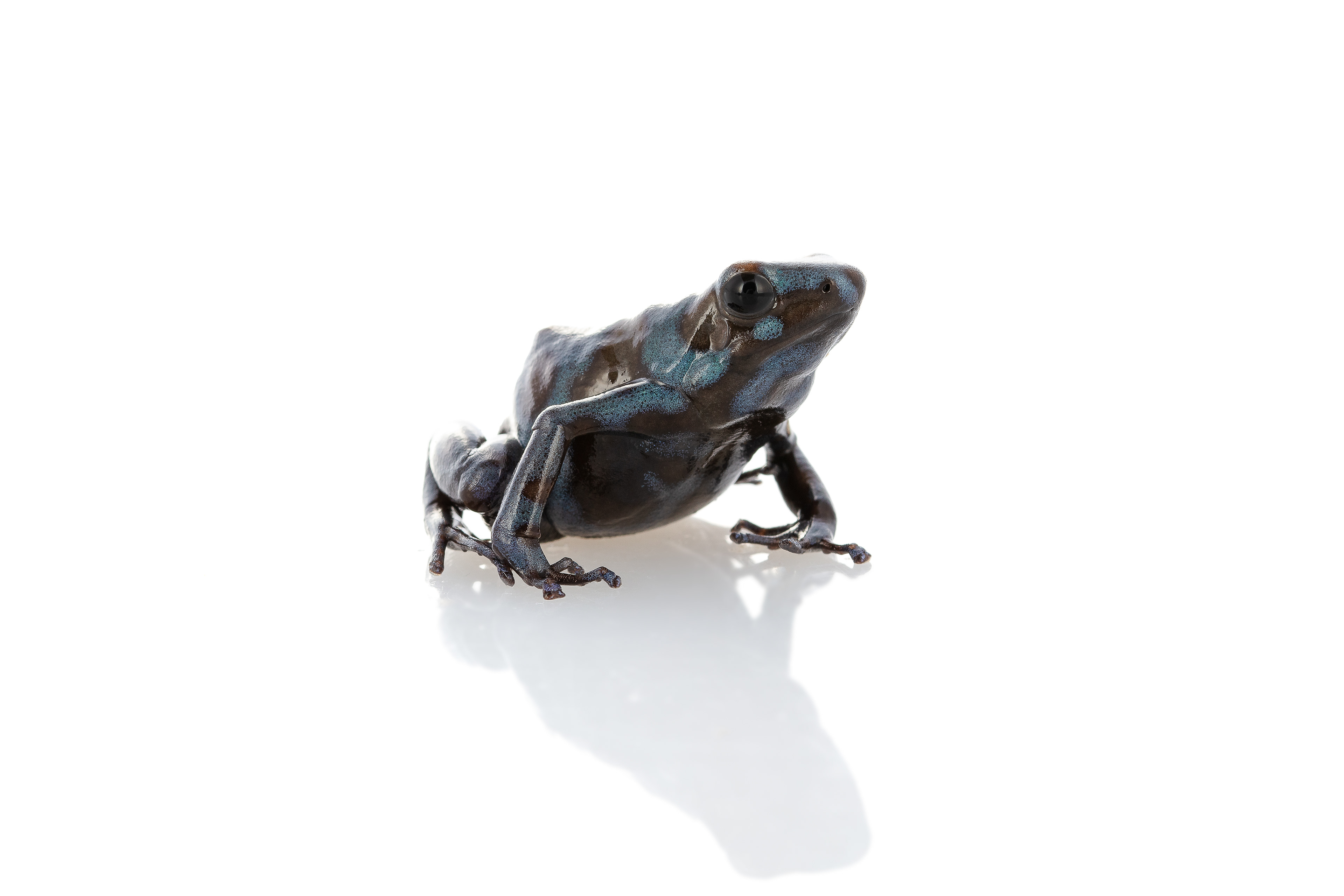 Dart Frog