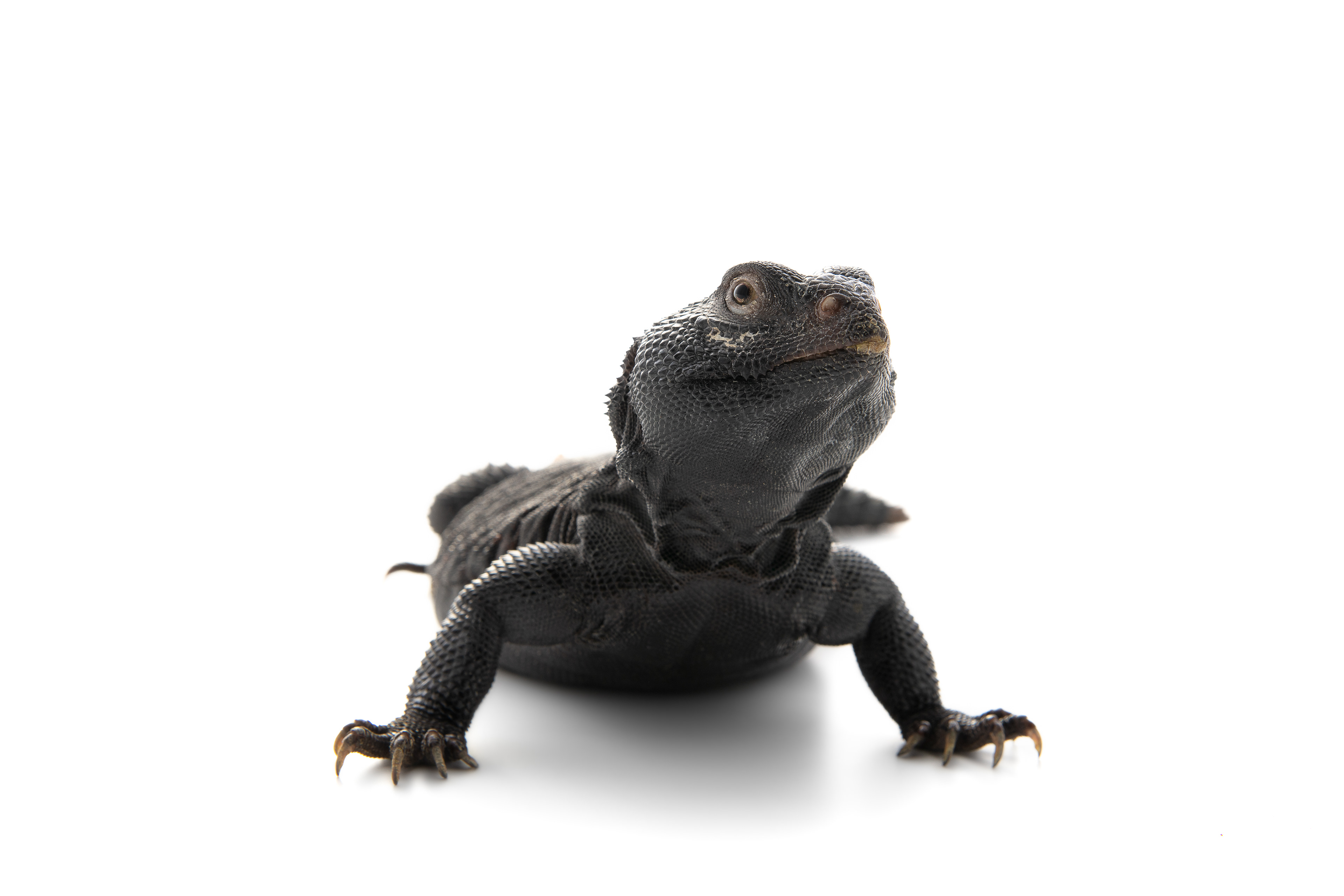 Uromastyx