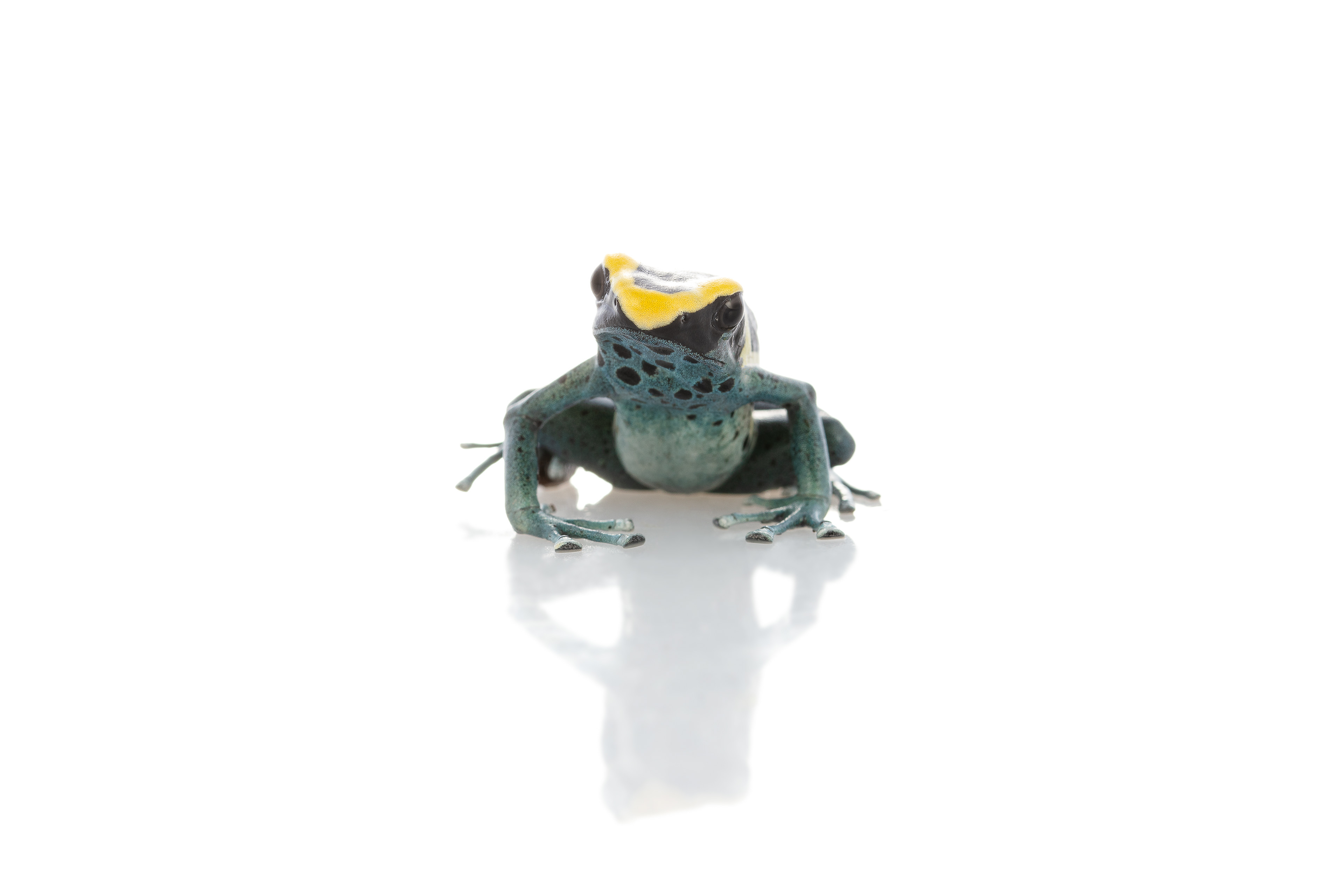 Dart Frog