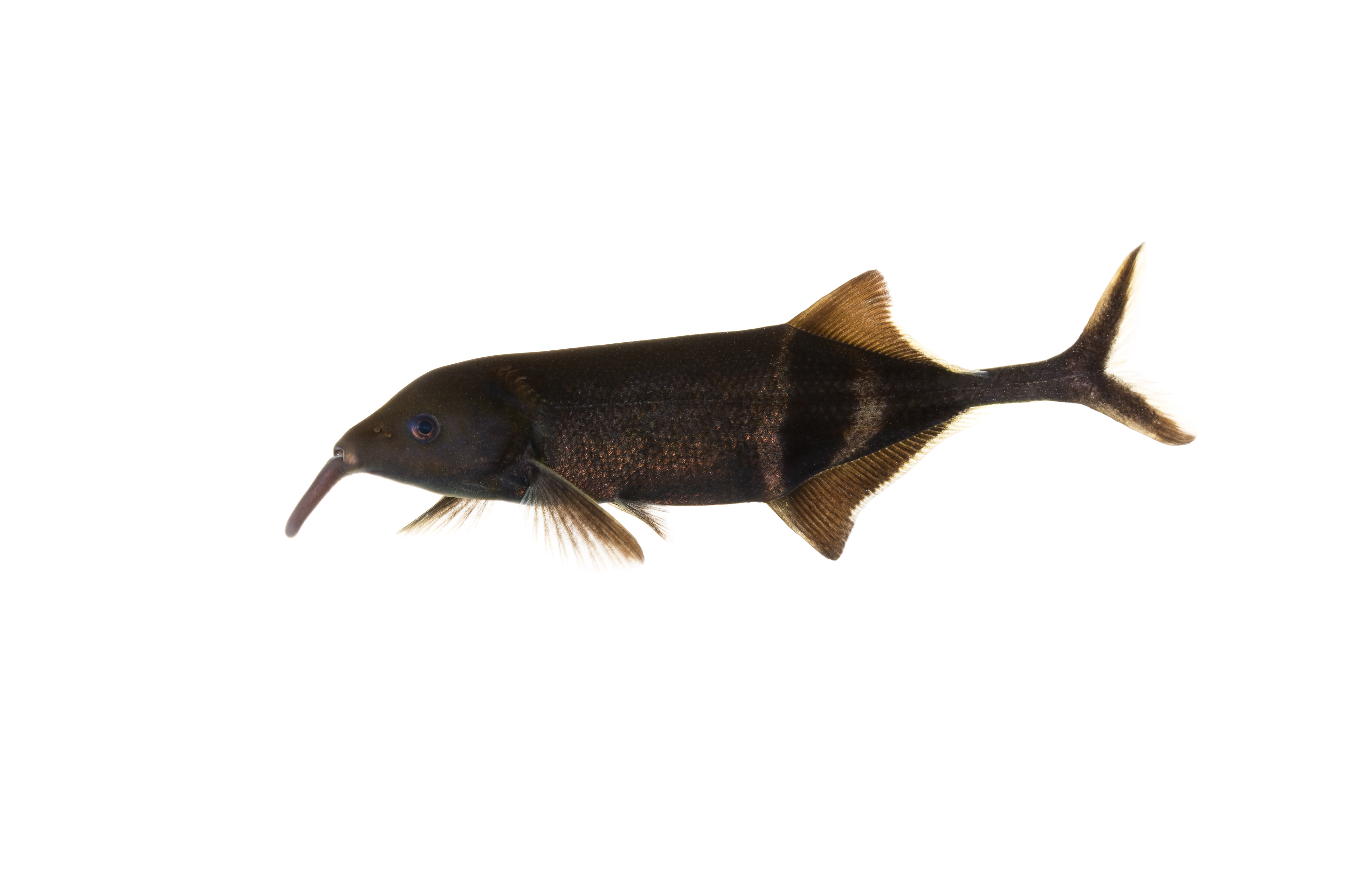 Elephantnose Fish