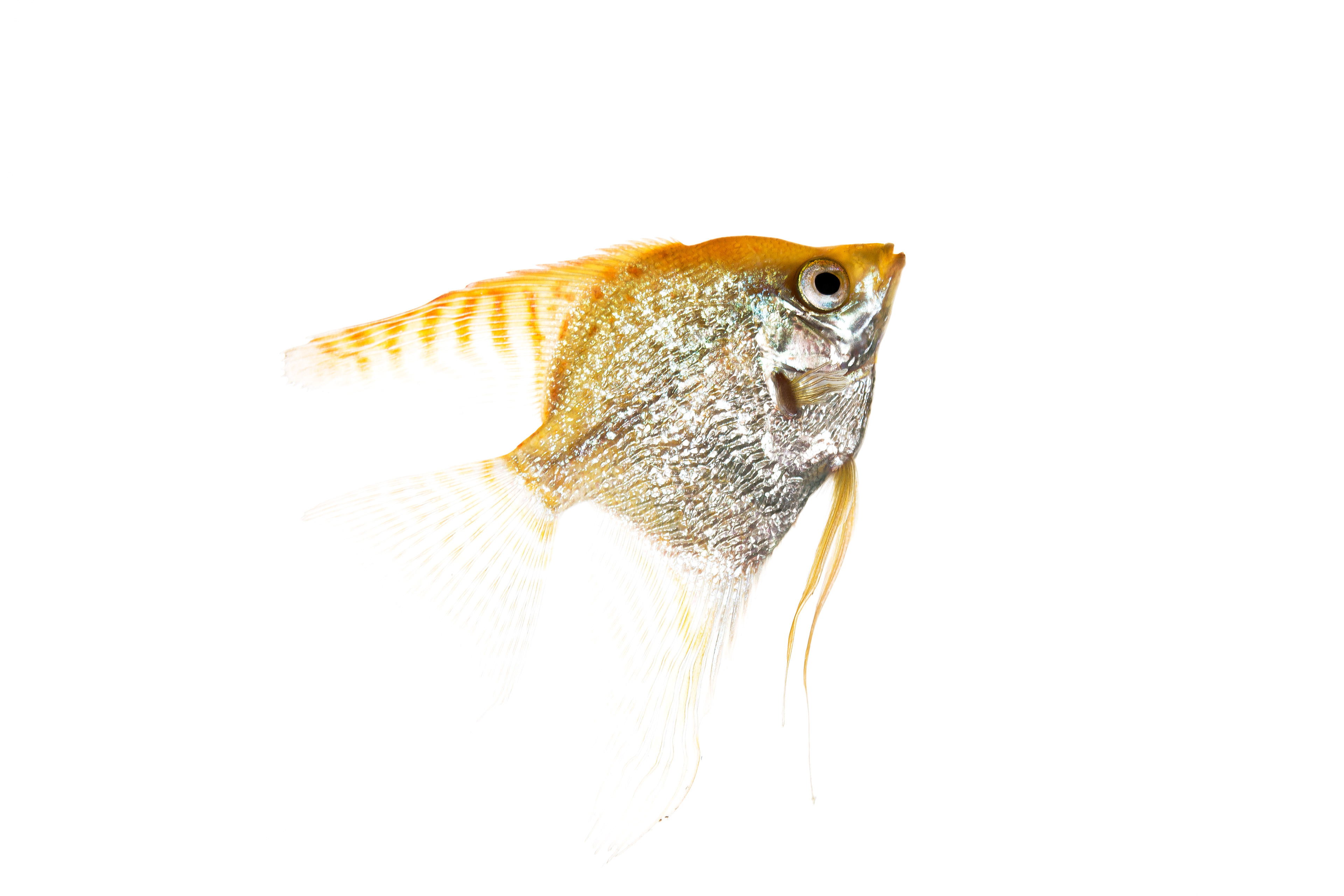 Angelfish