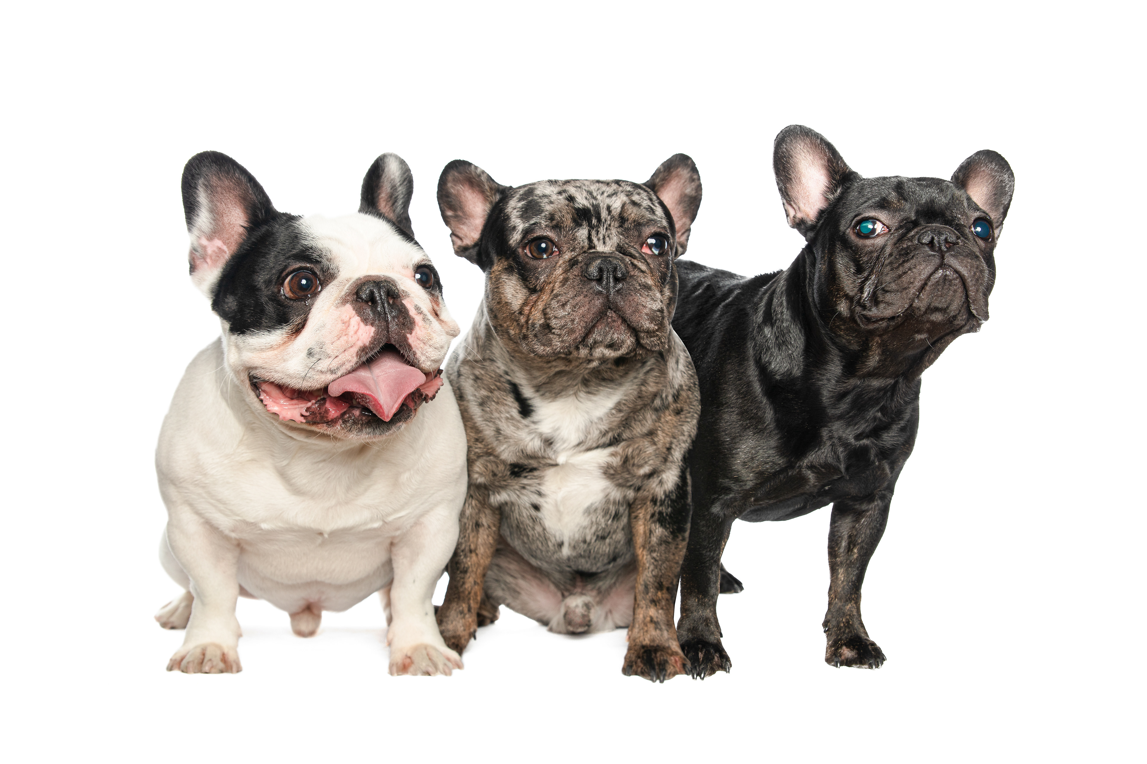 French Bulldogs