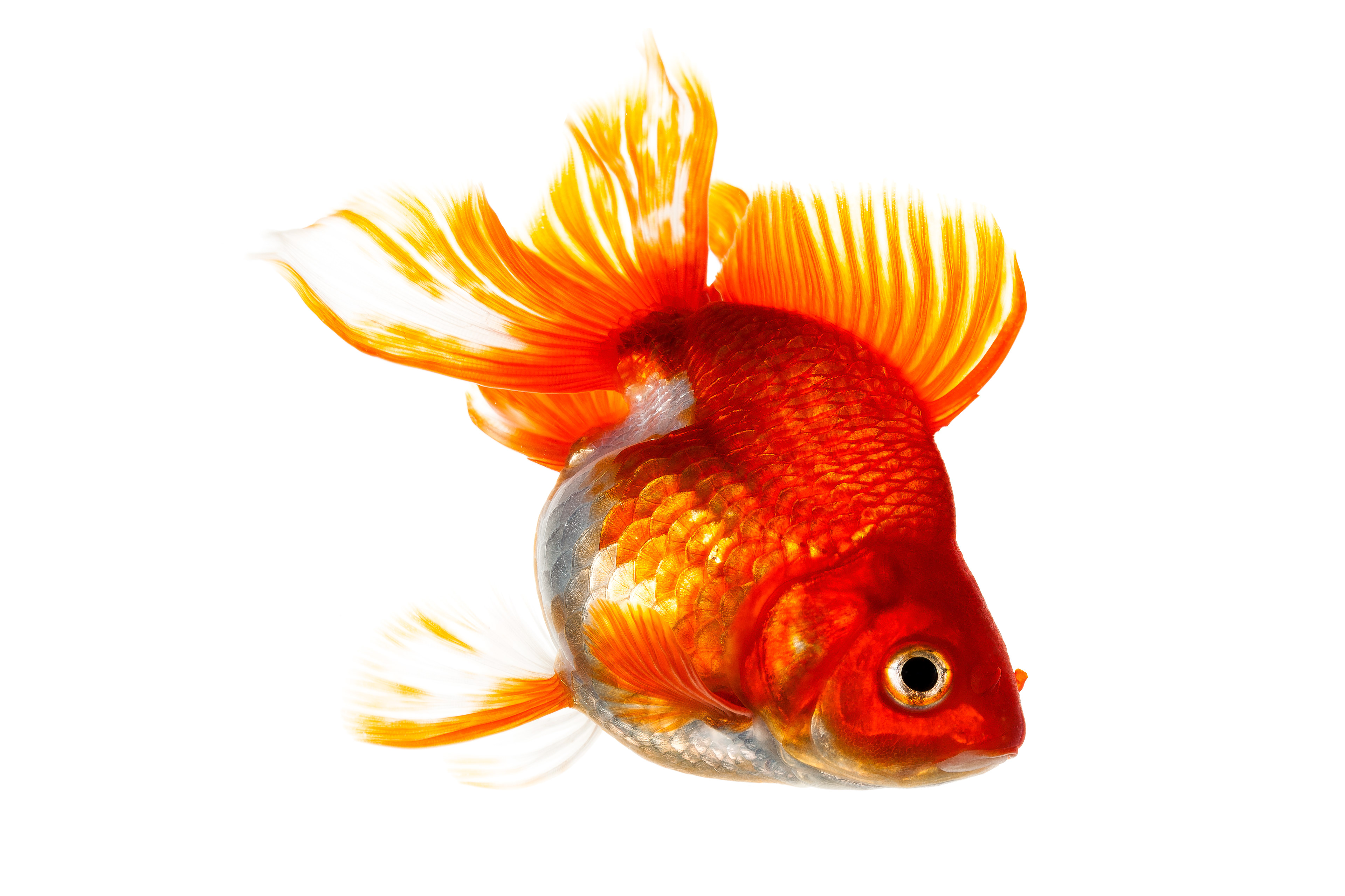 Ryukin Goldfish